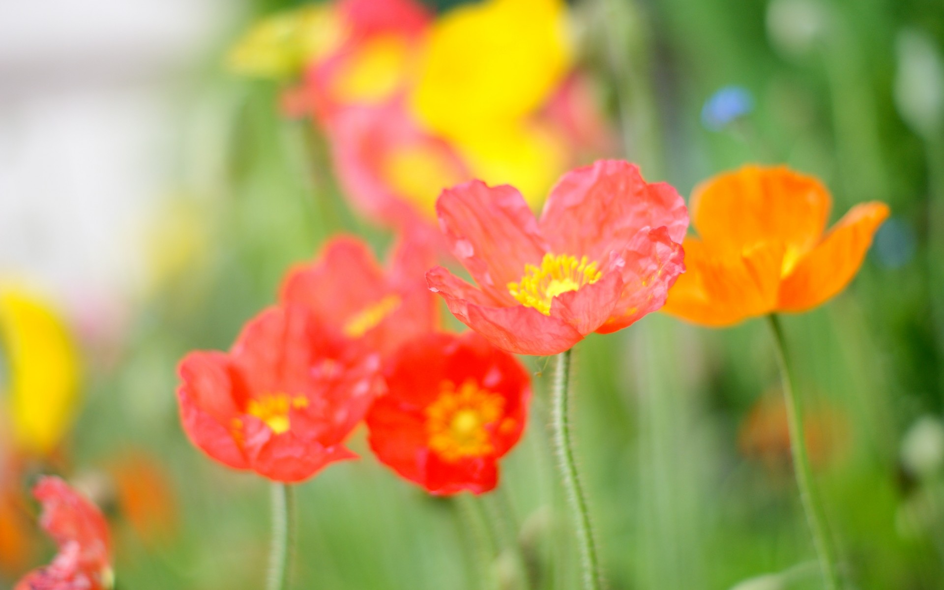 Descarga gratis la imagen Flores, Flor, Tierra/naturaleza en el escritorio de tu PC