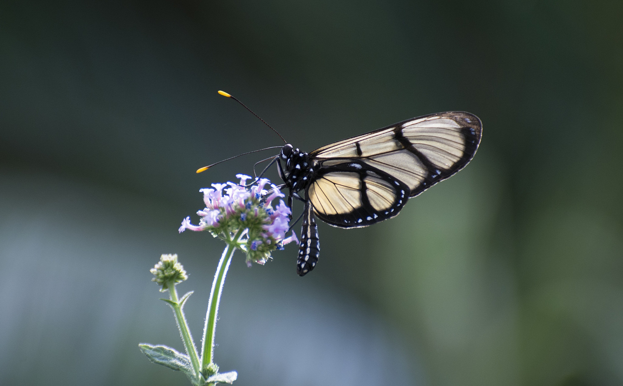 Descarga gratuita de fondo de pantalla para móvil de Animales, Flor, Insecto, Mariposa, Macrofotografía.