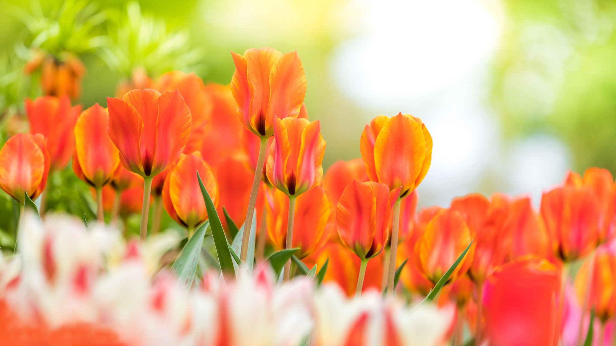 Download mobile wallpaper Nature, Flowers, Summer, Flower, Earth, Tulip, Orange Flower for free.