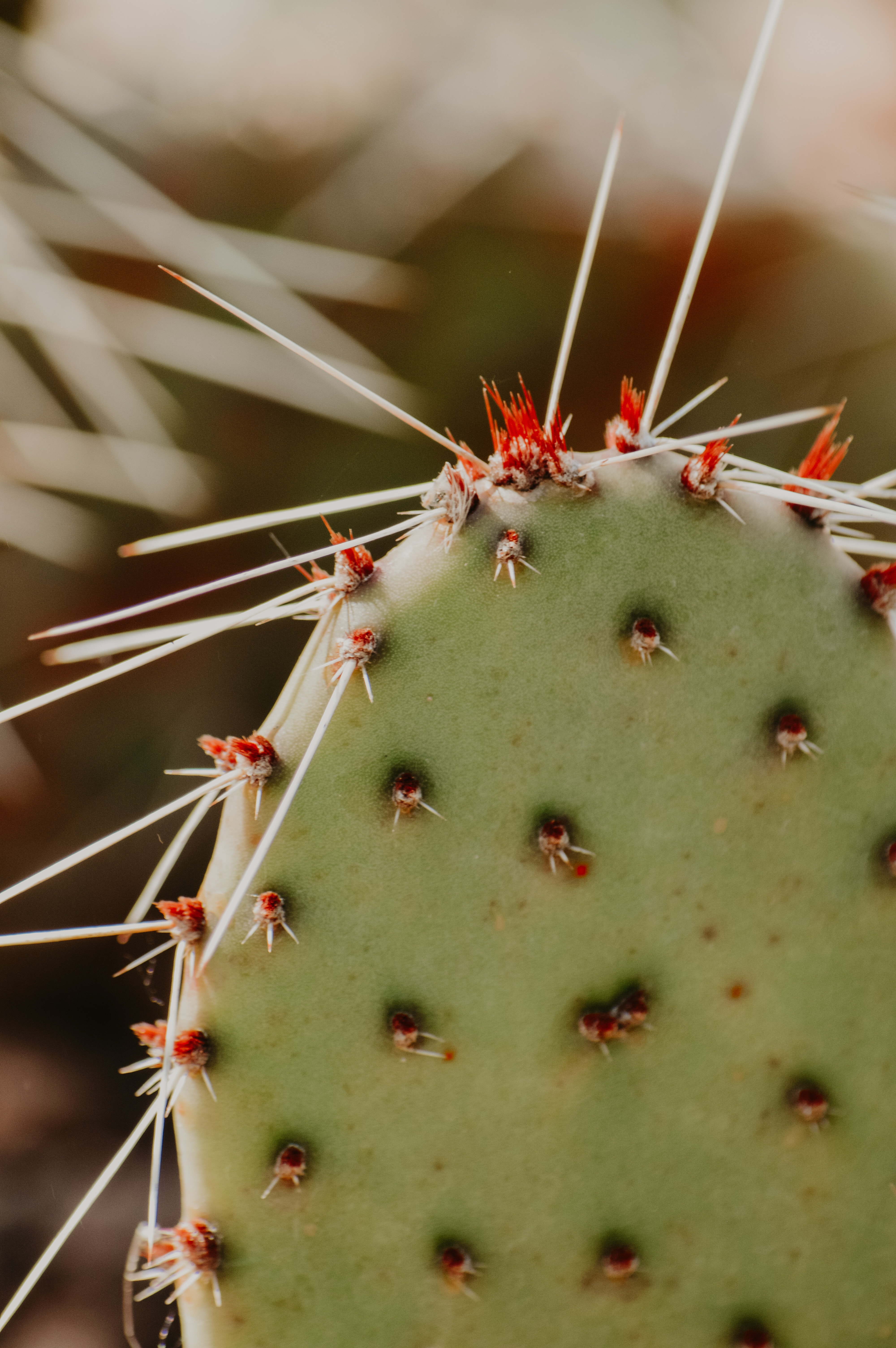 Free download wallpaper Plant, Macro, Thorns, Prickles, Opuntia, Prickly Pear, Cactus on your PC desktop