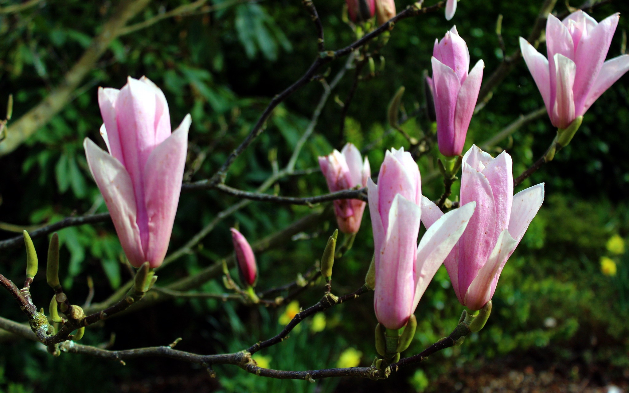 Descarga gratis la imagen Árboles, Magnolia, Tierra/naturaleza en el escritorio de tu PC