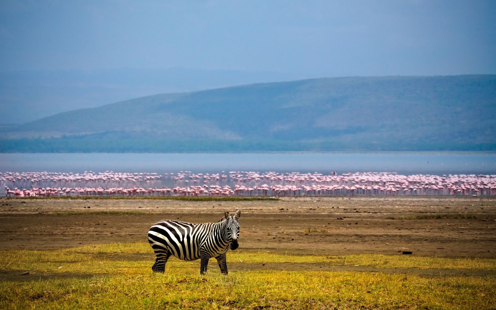 africa, animals, background, zebra, flamingo, lake