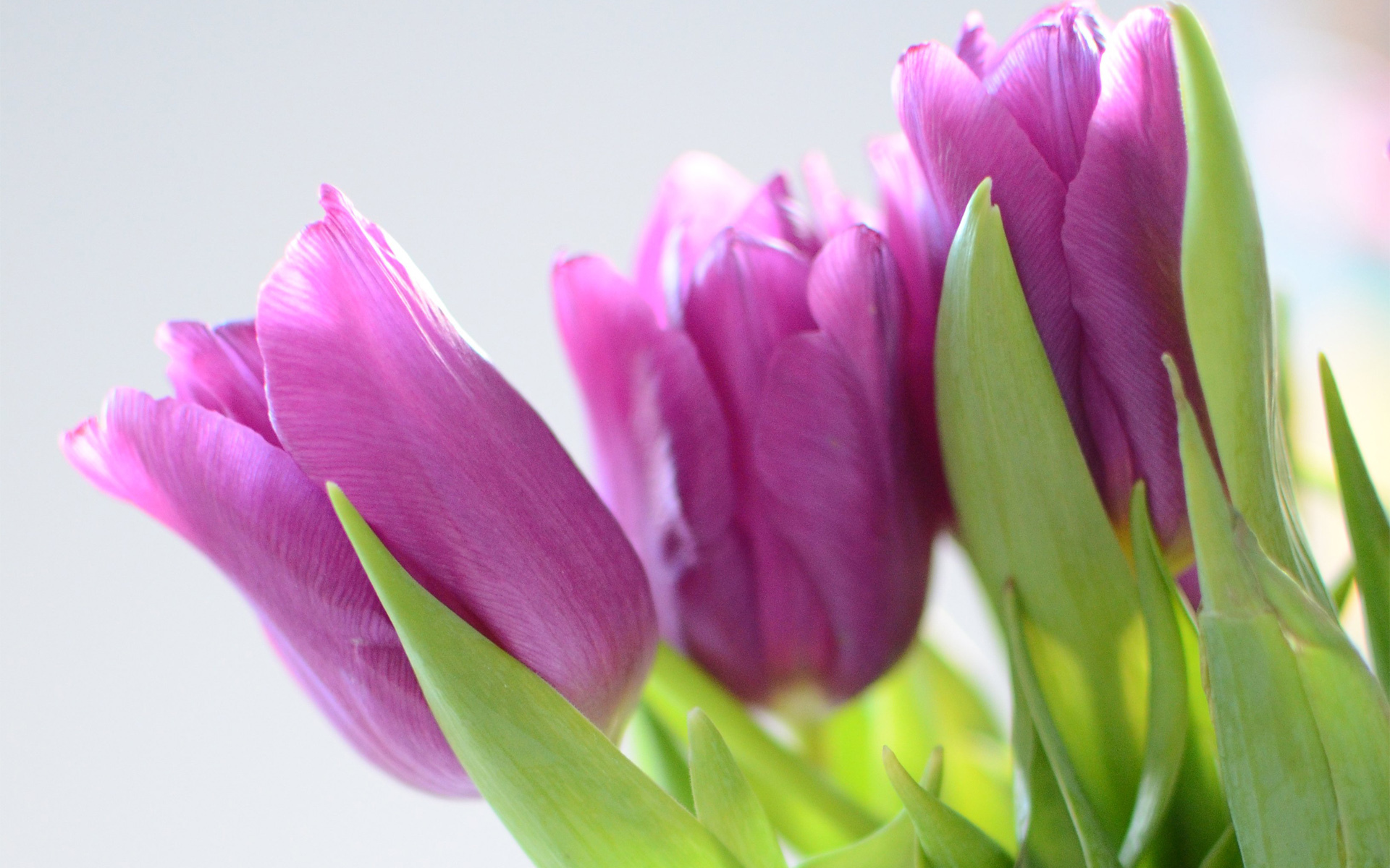 Handy-Wallpaper Tulpe, Blumen, Erde/natur kostenlos herunterladen.