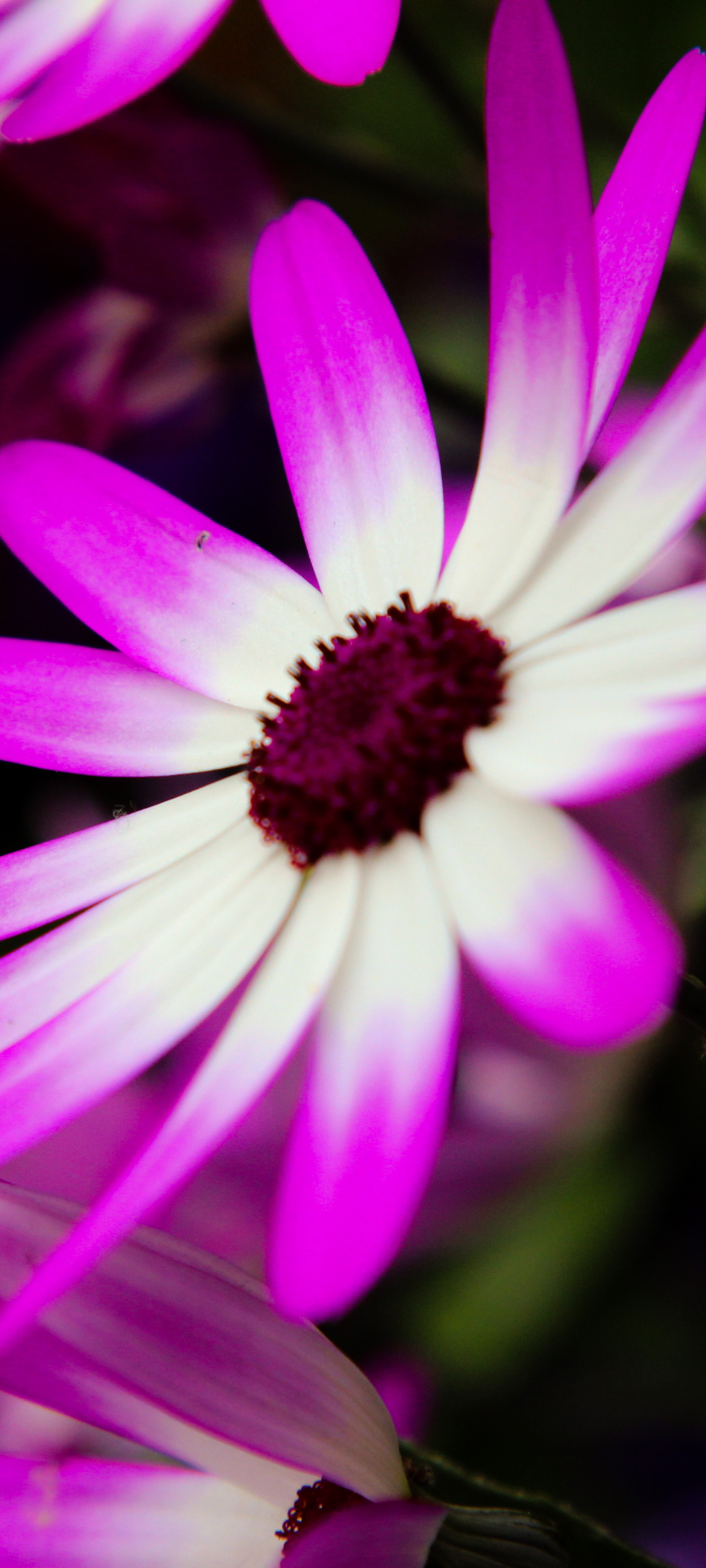 Descarga gratuita de fondo de pantalla para móvil de Flores, Flor, Tierra/naturaleza.