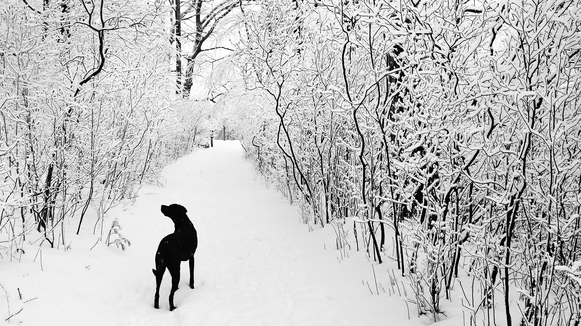 Descarga gratuita de fondo de pantalla para móvil de Animales, Perros, Perro.