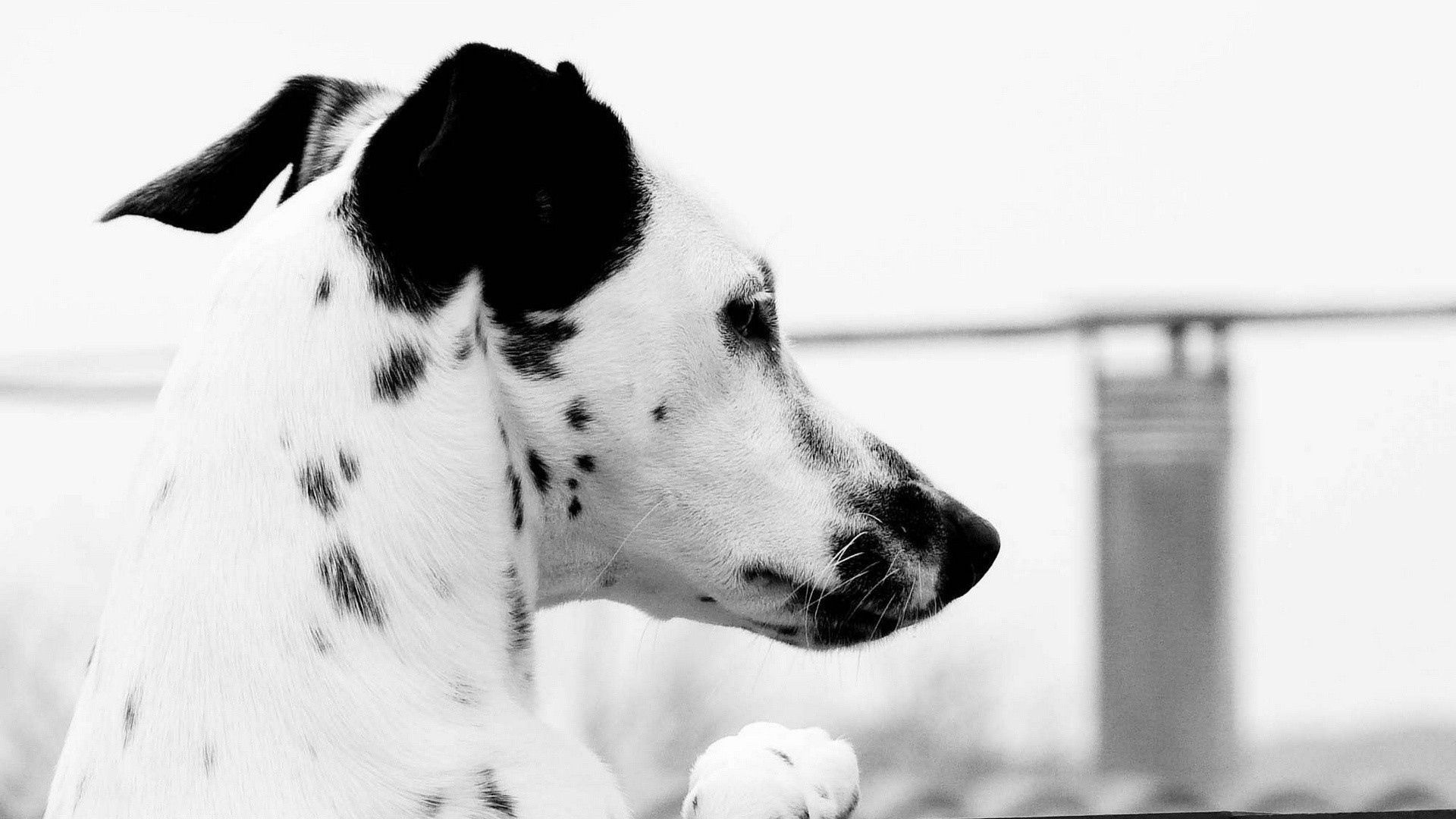 animals, dog, muzzle, spotted, spotty, dalmatian, dalmatians, profile