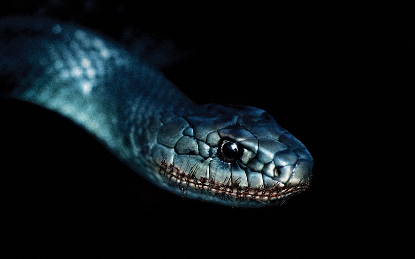 Free download wallpaper Snake, Reptiles, Animal on your PC desktop