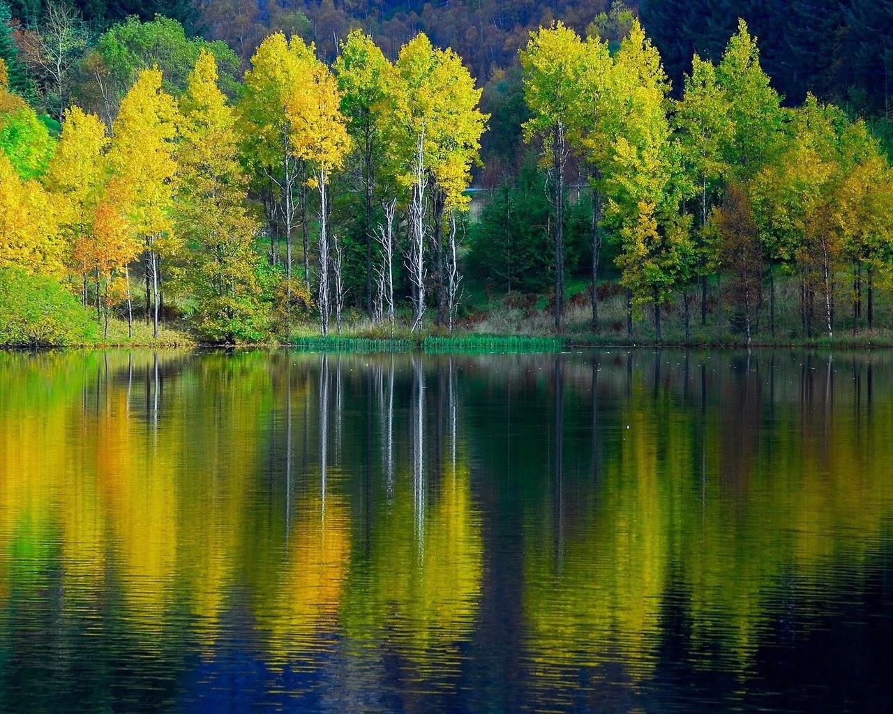 無料モバイル壁紙風景, 木, 湖をダウンロードします。