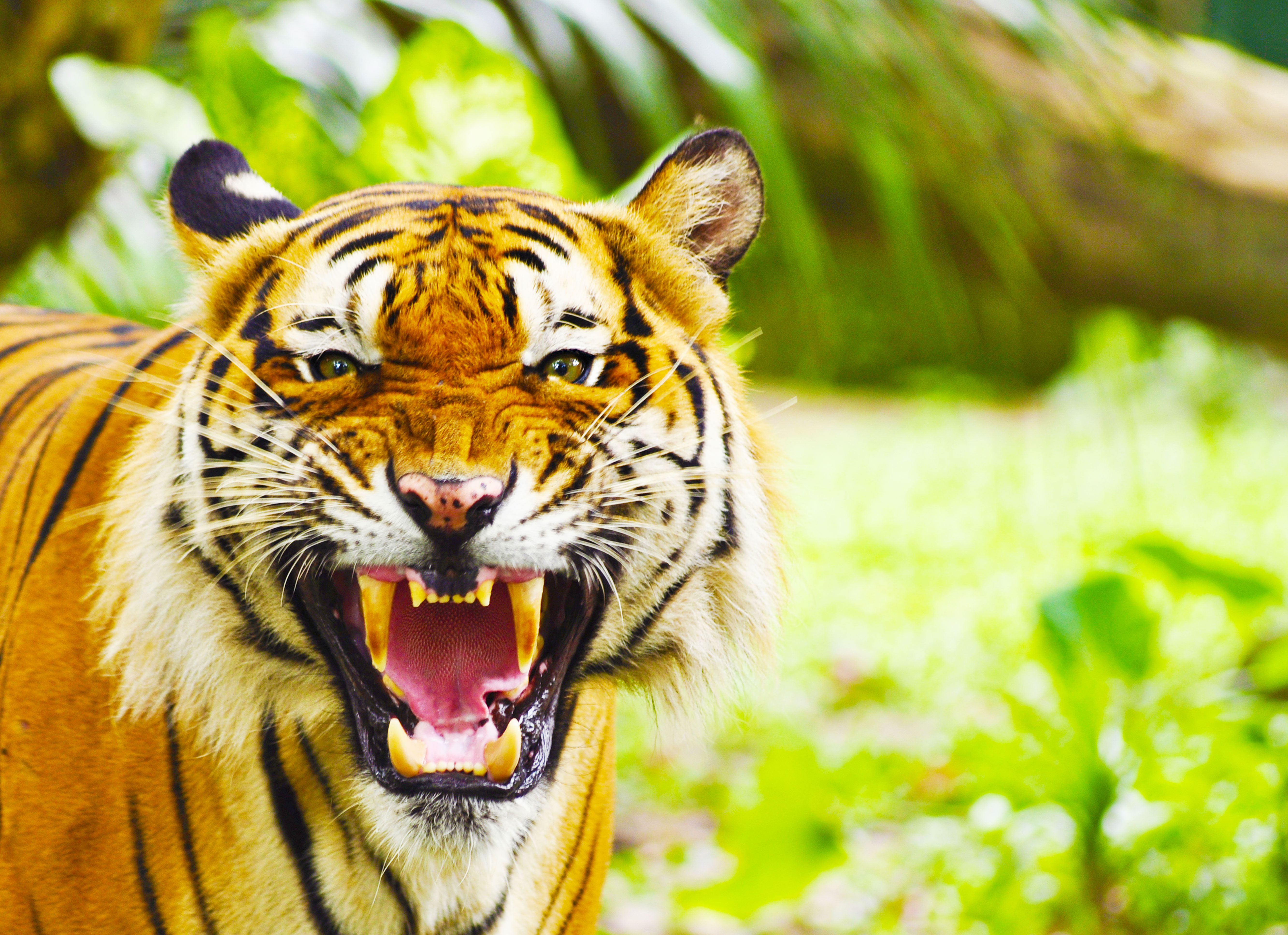 Baixe gratuitamente a imagem Animais, Gatos, Tigre na área de trabalho do seu PC