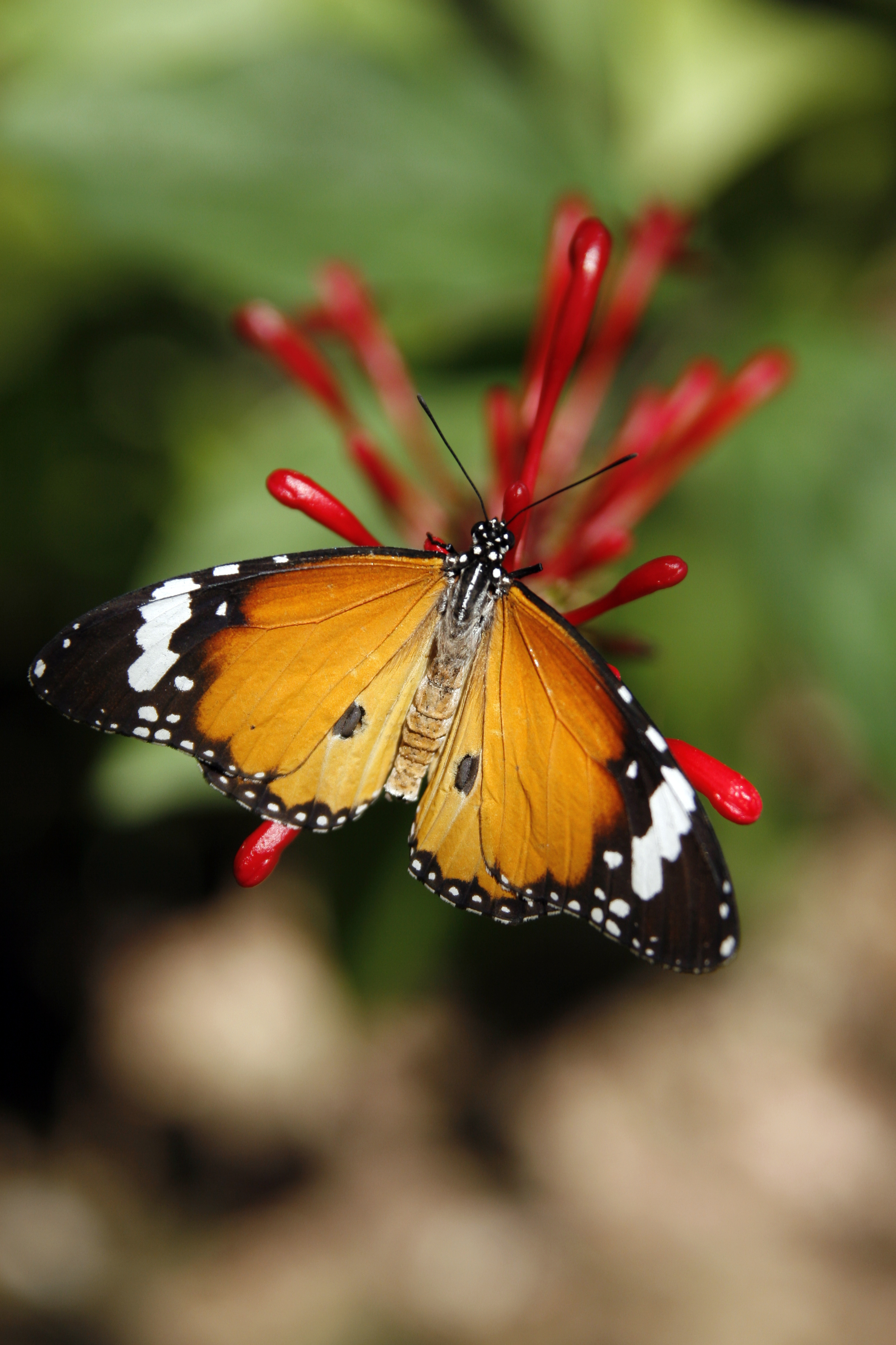 114703 baixar papel de parede animais, flor, padrão, borboleta, asas, borboleta monarca, monarca borboleta - protetores de tela e imagens gratuitamente