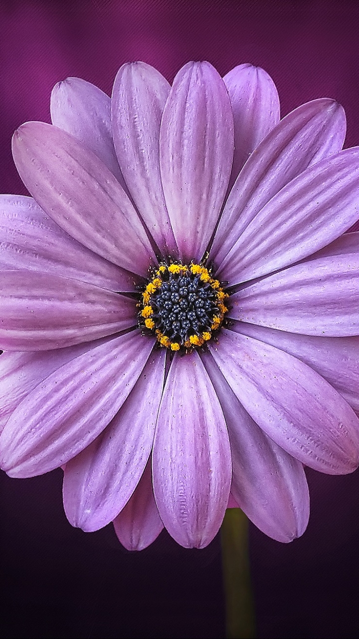 Download mobile wallpaper Nature, Flower, Close Up, Earth, Daisy, African Daisy, Purple Flower for free.