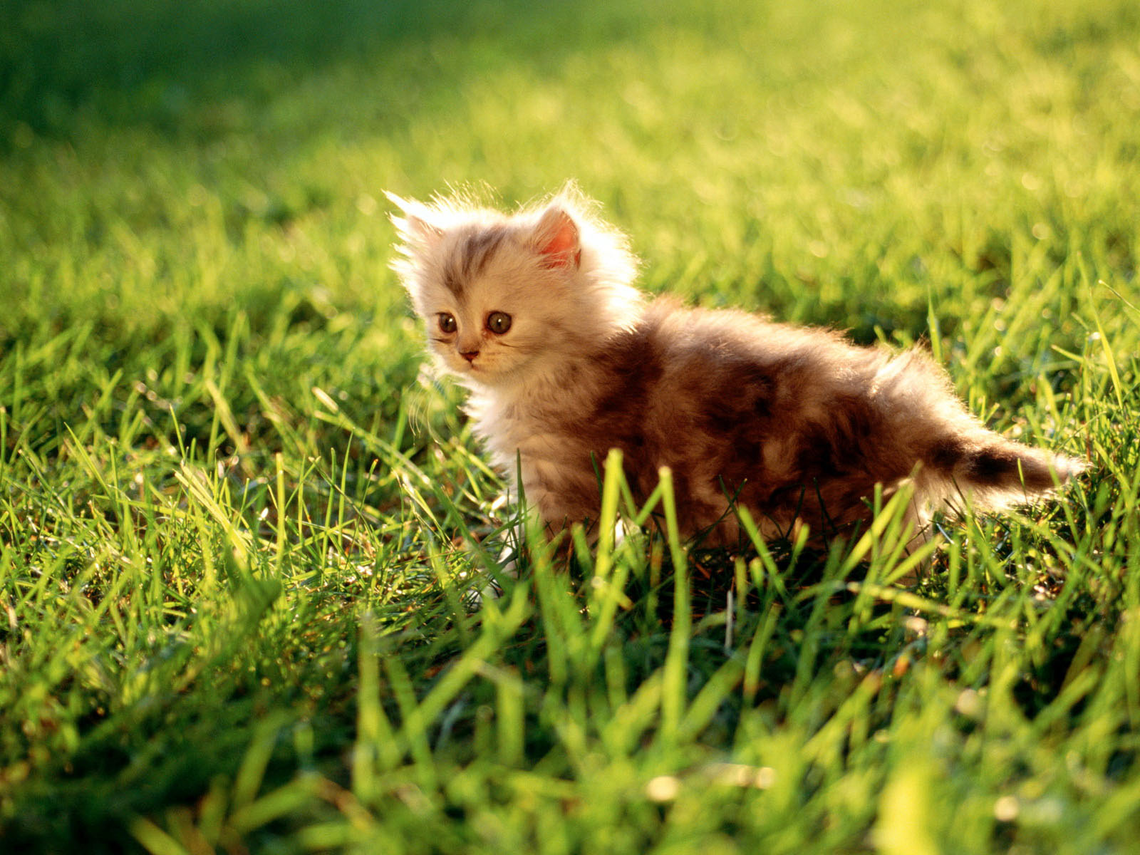 Baixe gratuitamente a imagem Animais, Gatos, Gato na área de trabalho do seu PC