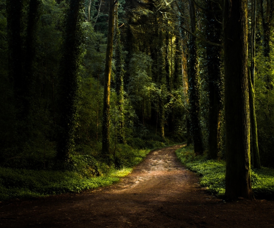 Download mobile wallpaper Nature, Dark, Forest, Tree, Path, Man Made for free.