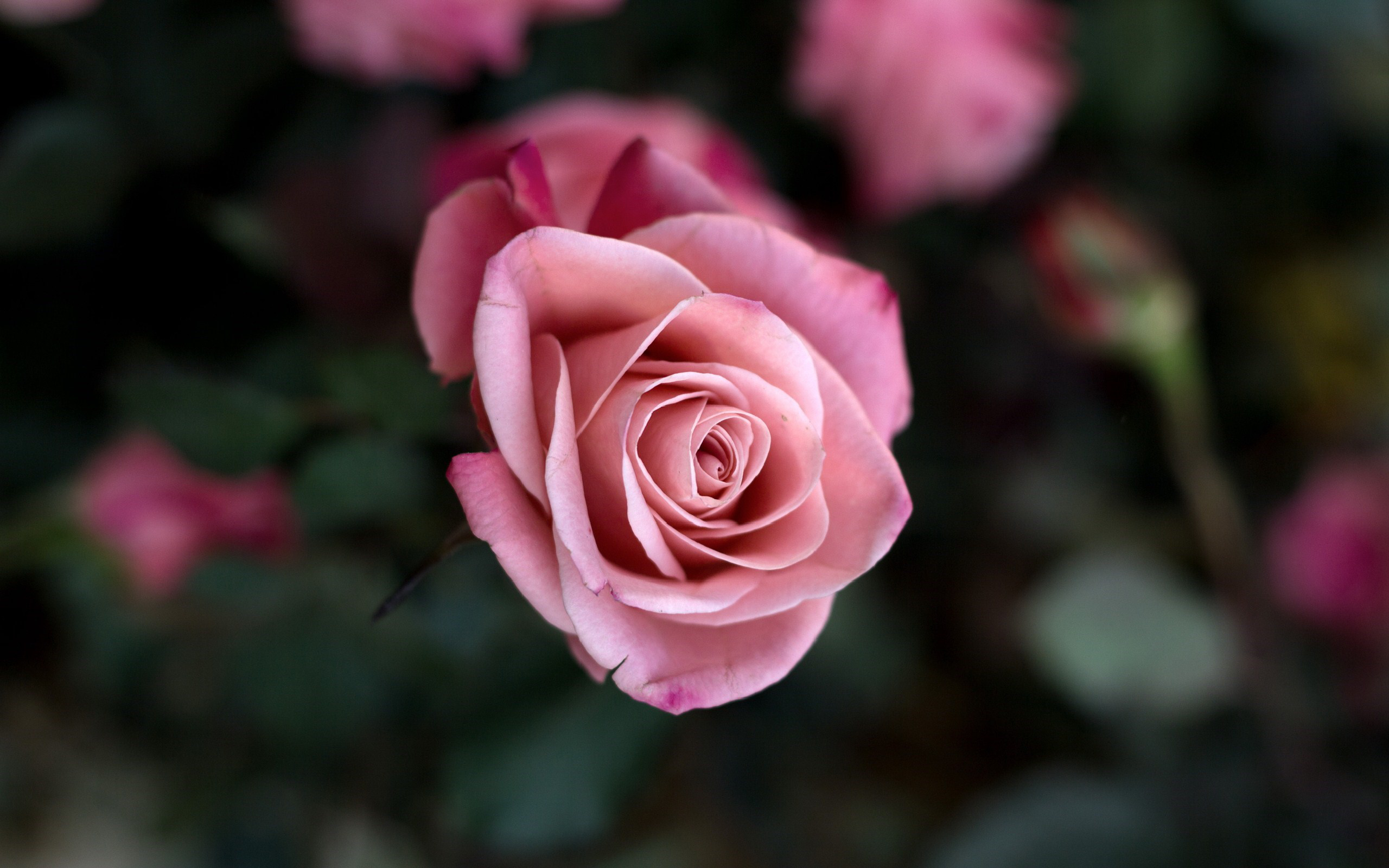 Téléchargez gratuitement l'image Fleurs, Rose, Fleur, La Nature, Terre/nature, Fleur Rose sur le bureau de votre PC