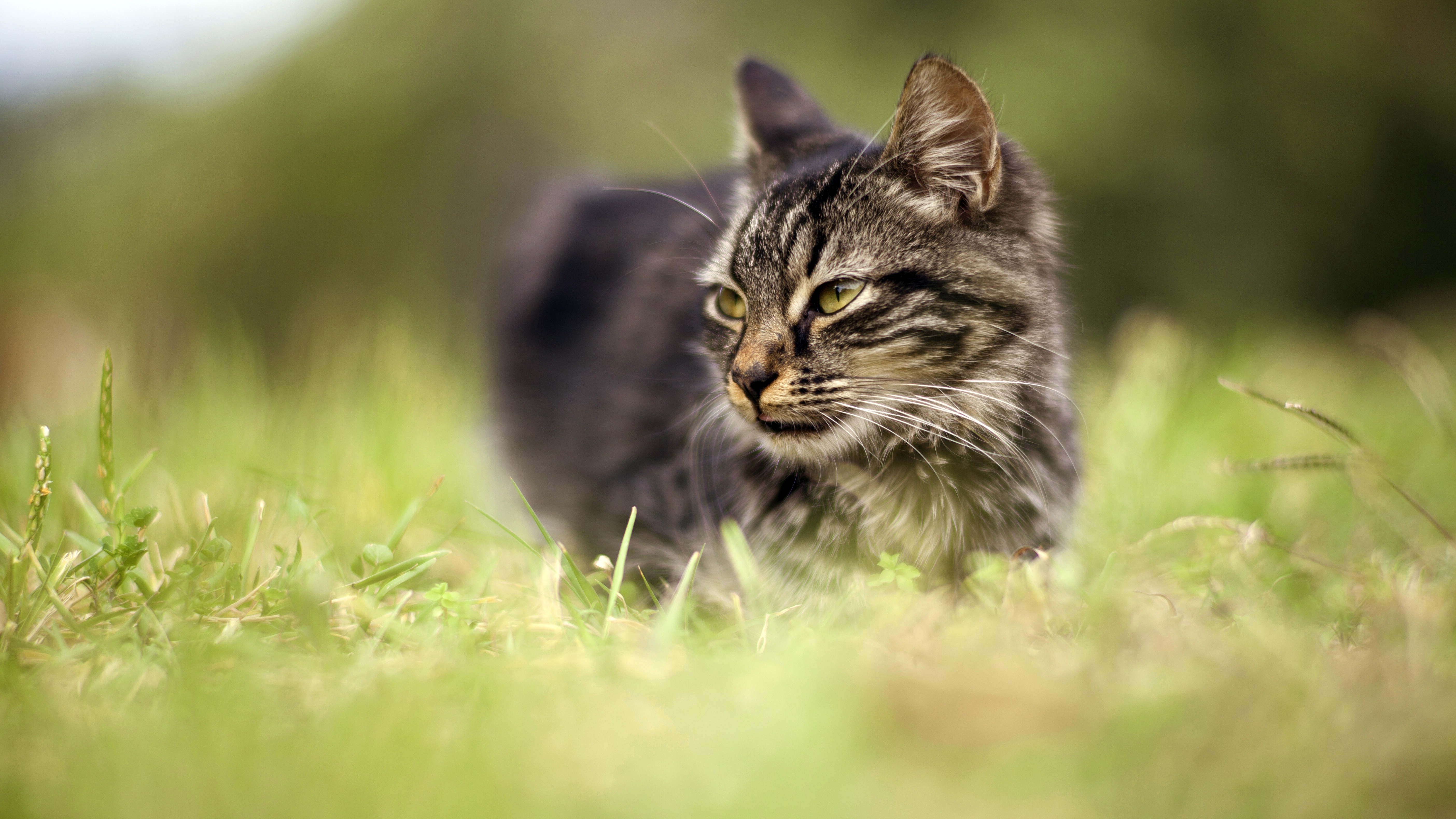 Baixe gratuitamente a imagem Animais, Gatos, Gato na área de trabalho do seu PC