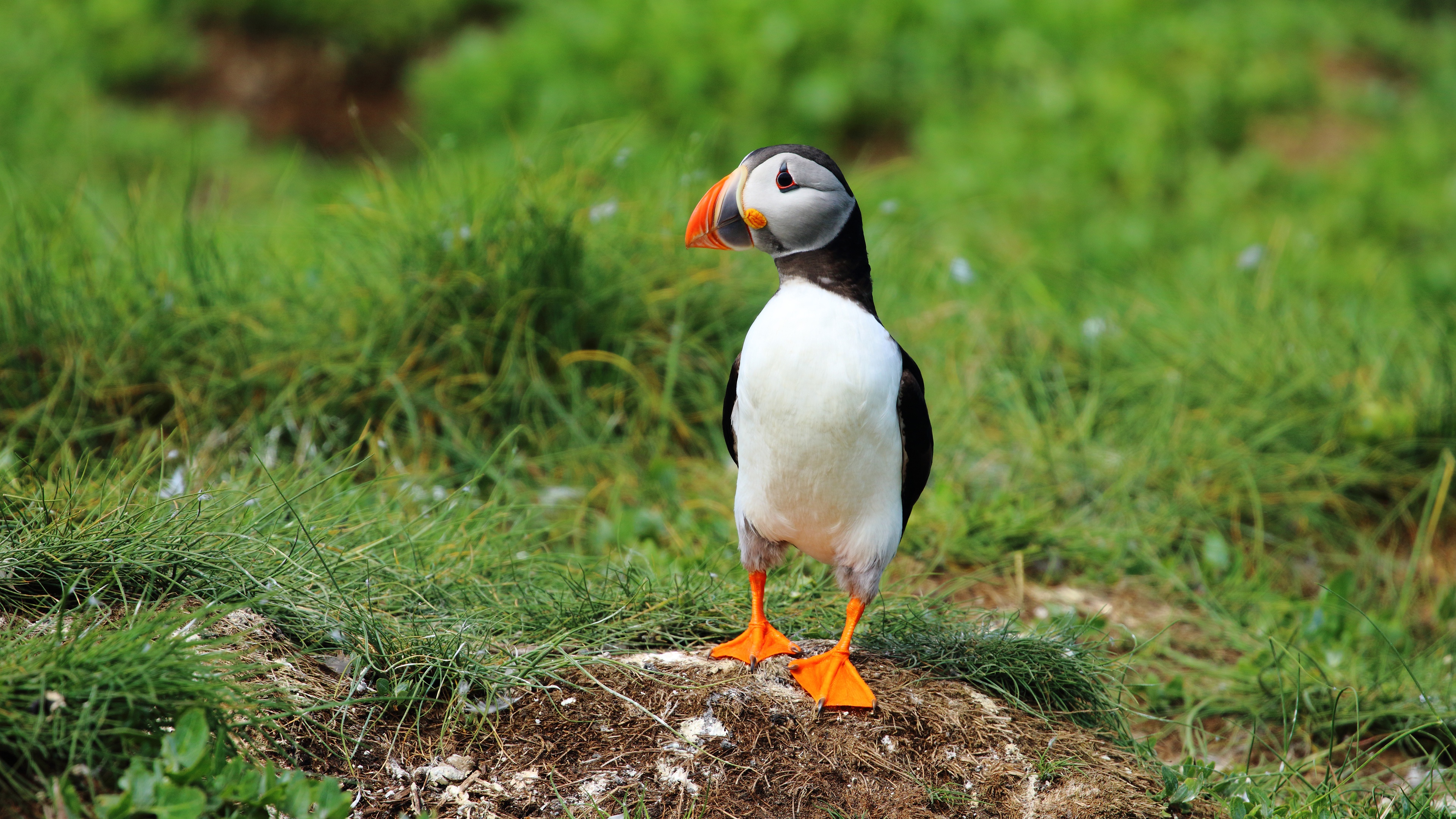 Baixe gratuitamente a imagem Animais, Aves, Pássaro, Papagaio Do Mar na área de trabalho do seu PC