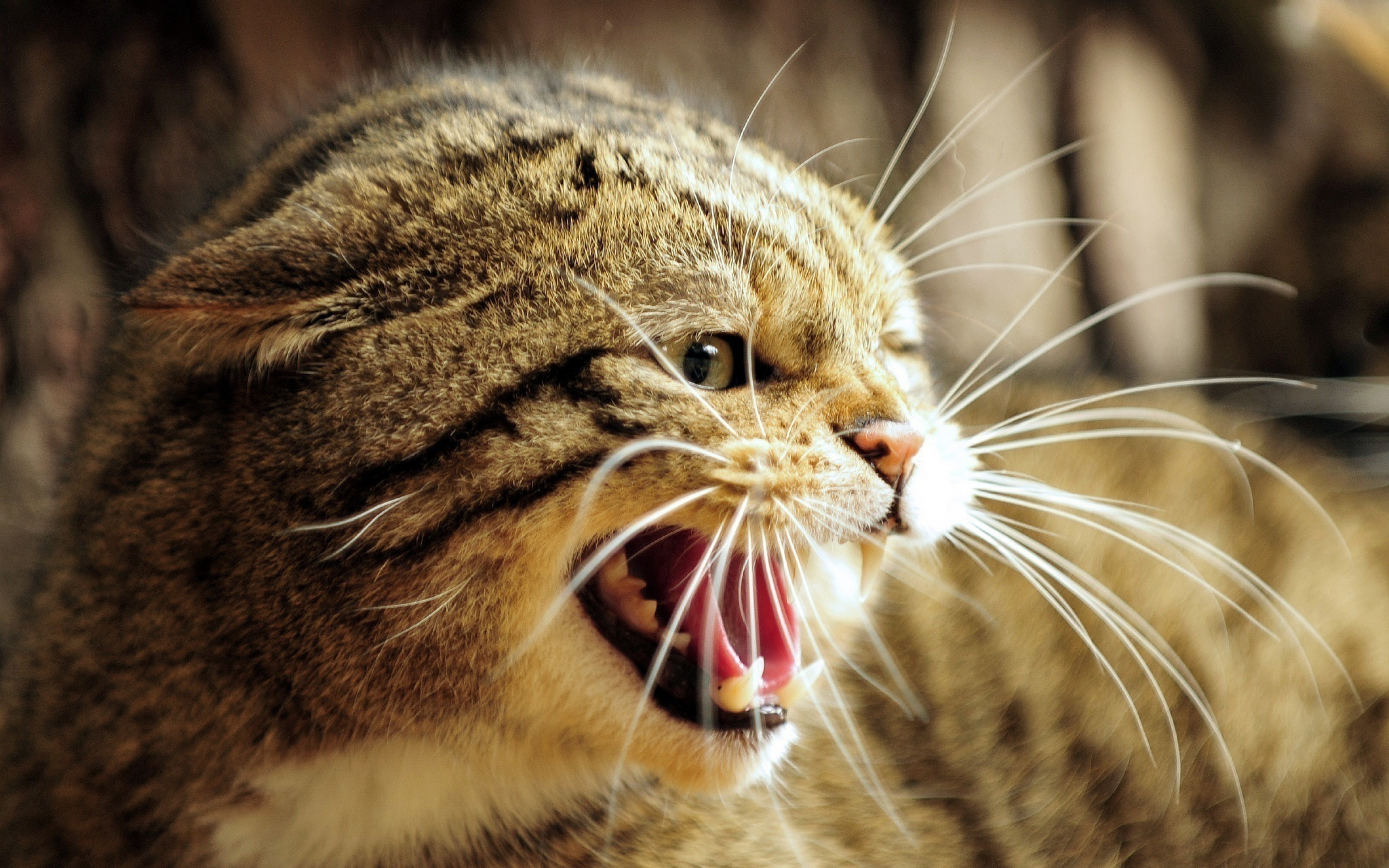 Téléchargez gratuitement l'image Animaux, Chat sur le bureau de votre PC