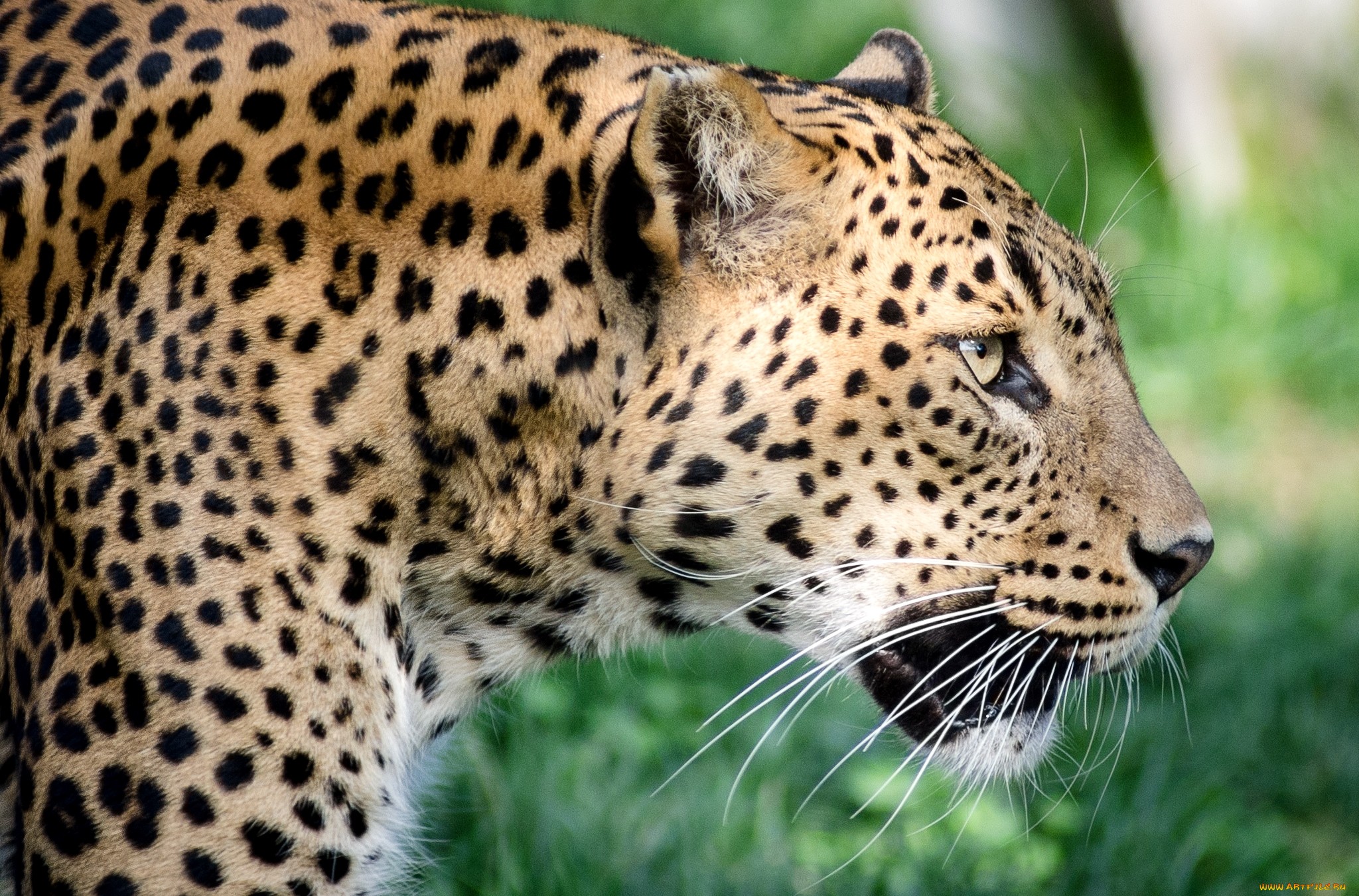 Laden Sie das Tiere, Katzen, Jaguar-Bild kostenlos auf Ihren PC-Desktop herunter