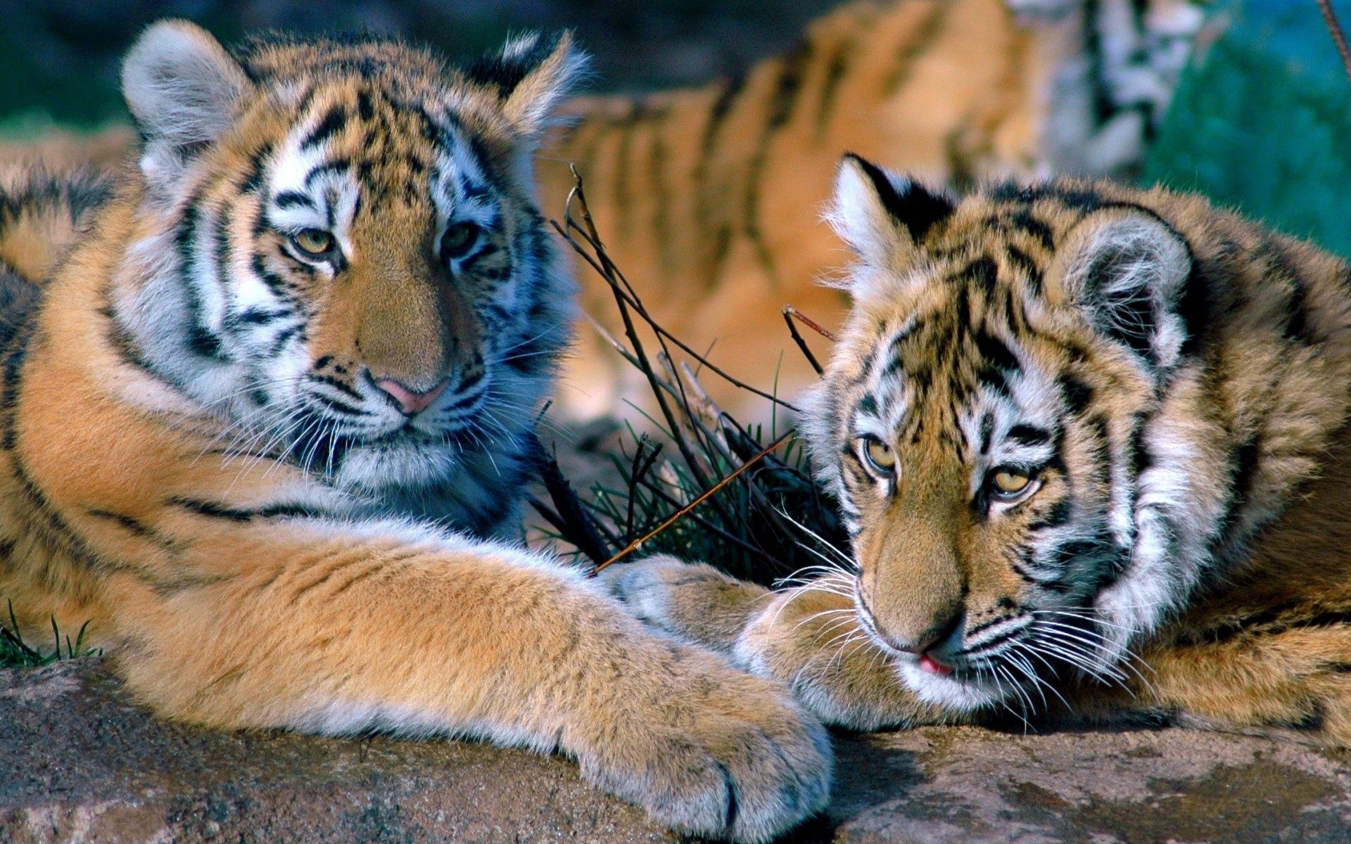 57760 Hintergrundbild herunterladen tiere, tigers, paar, sich hinlegen, liegen, die familie, familie, raubtiere - Bildschirmschoner und Bilder kostenlos