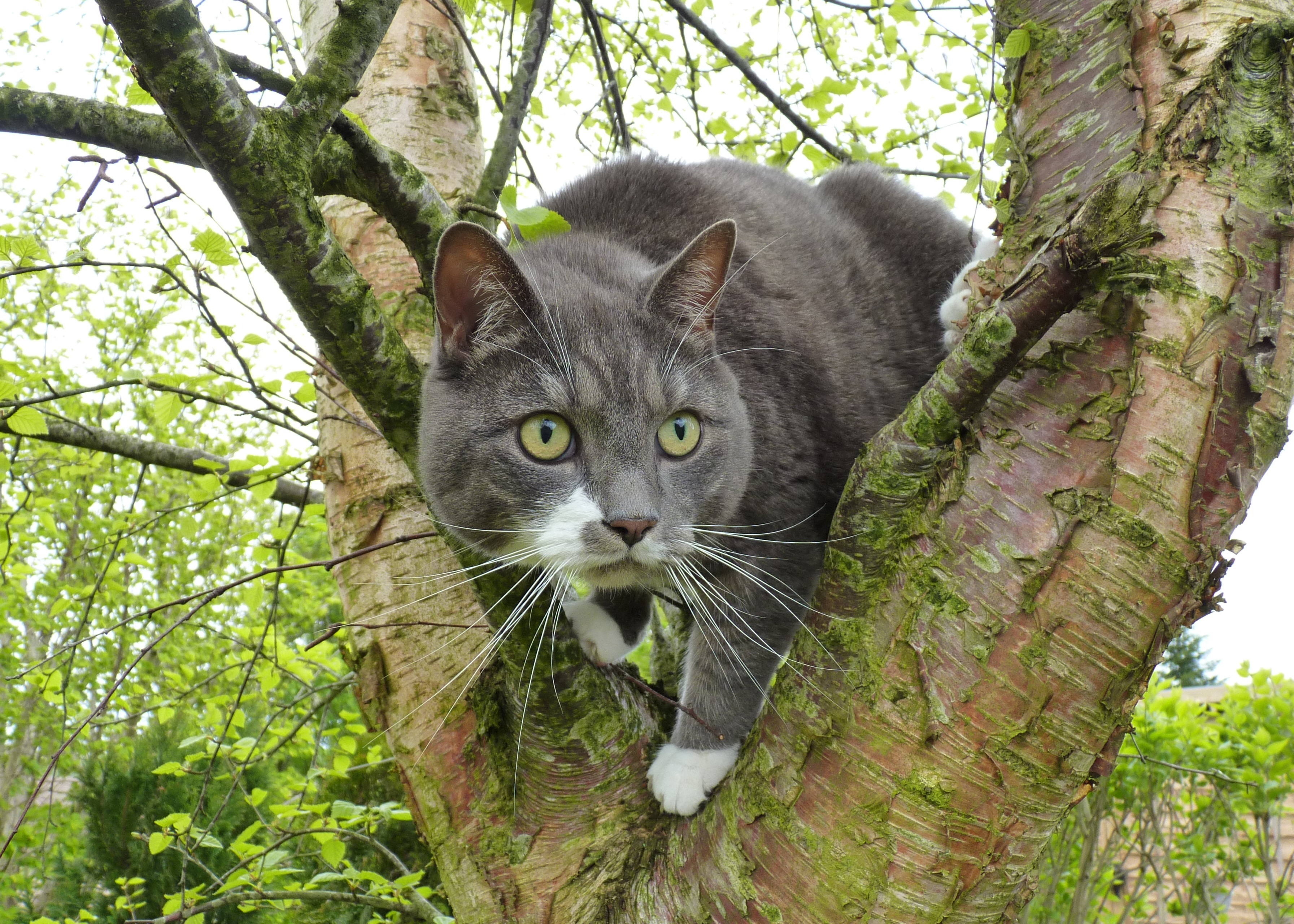 Laden Sie das Tiere, Katzen, Katze, Starren-Bild kostenlos auf Ihren PC-Desktop herunter