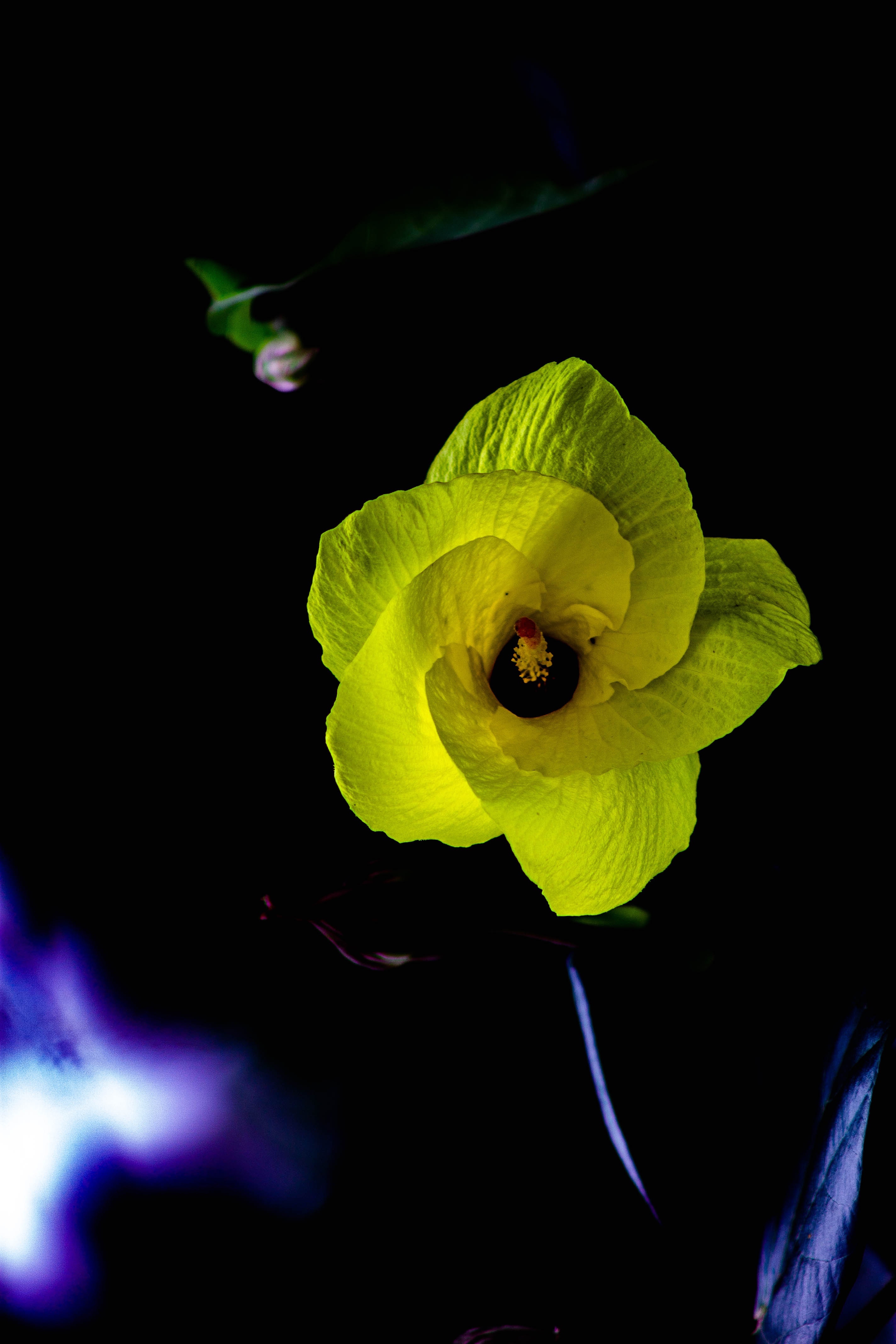 Free download wallpaper Flowers, Flower, Petals, Dark on your PC desktop