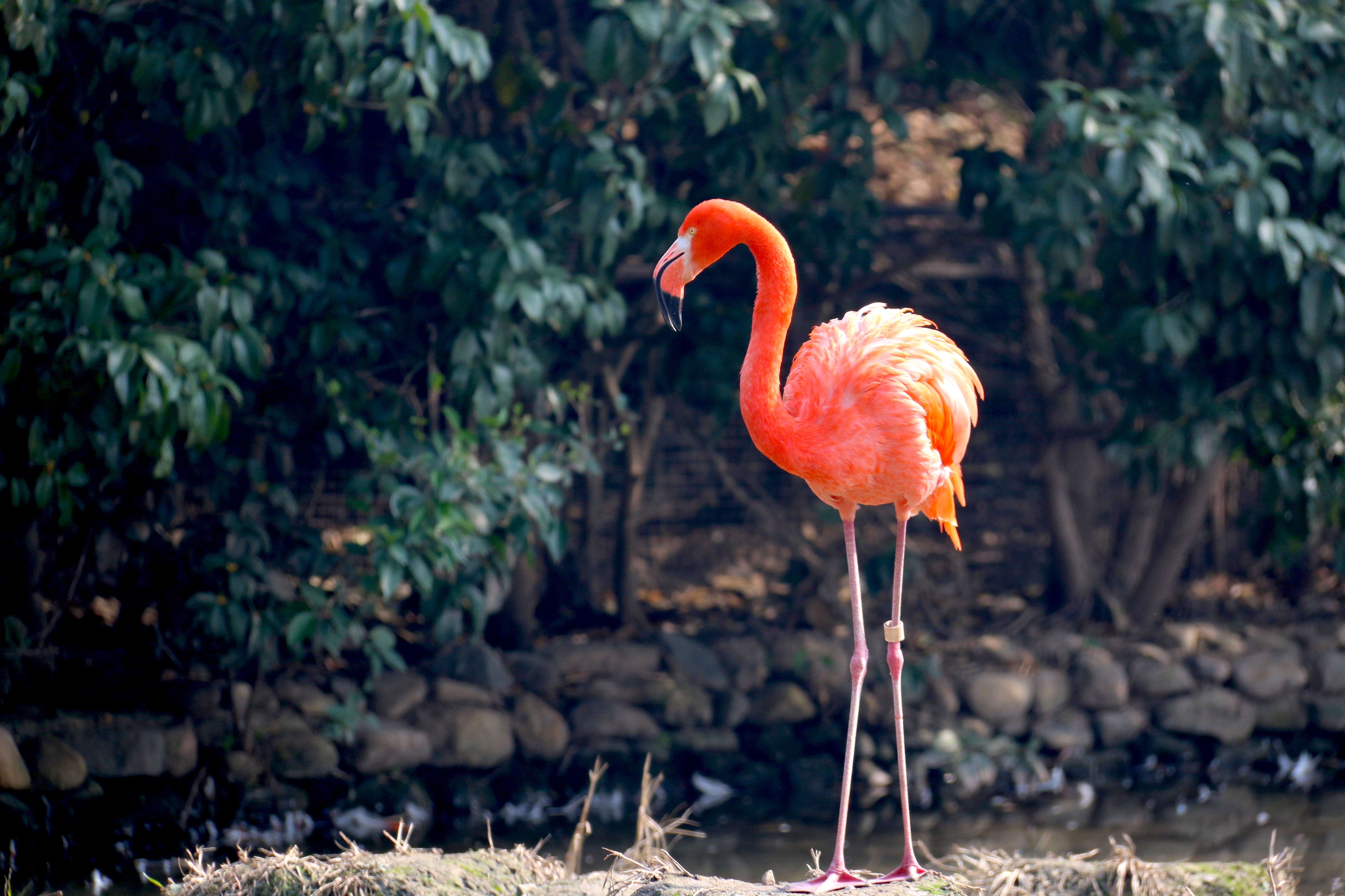 flamingo, animals, bird, color Full HD