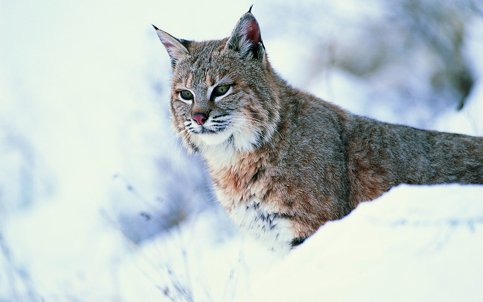 Descarga gratuita de fondo de pantalla para móvil de Animales, Lince.