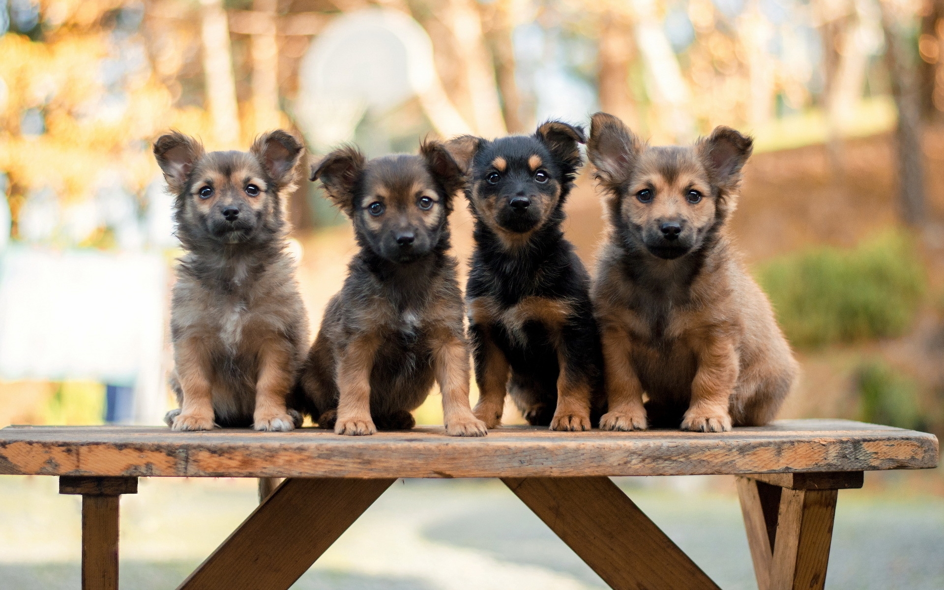 Handy-Wallpaper Welpen, Hunde, Tiere kostenlos herunterladen.