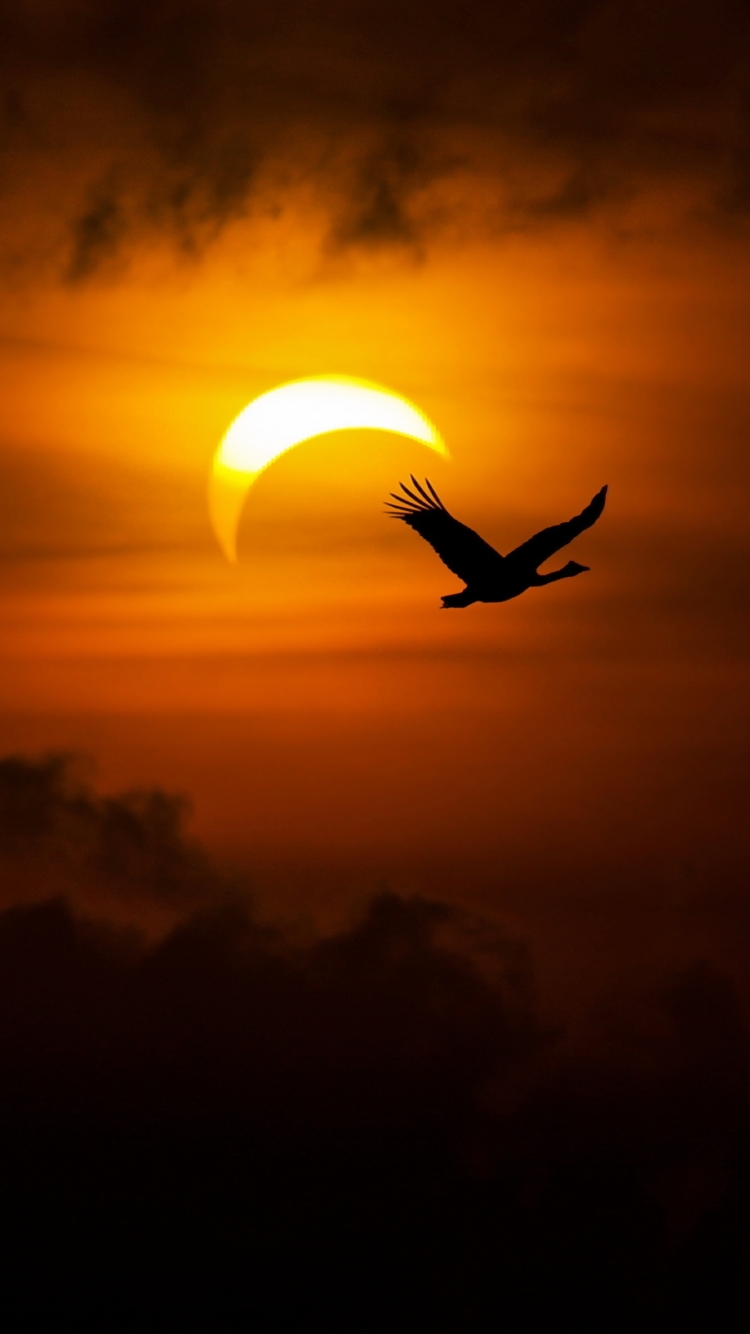 Download mobile wallpaper Nature, Sky, Sun, Bird, Earth, Cloud, Solar Eclipse for free.