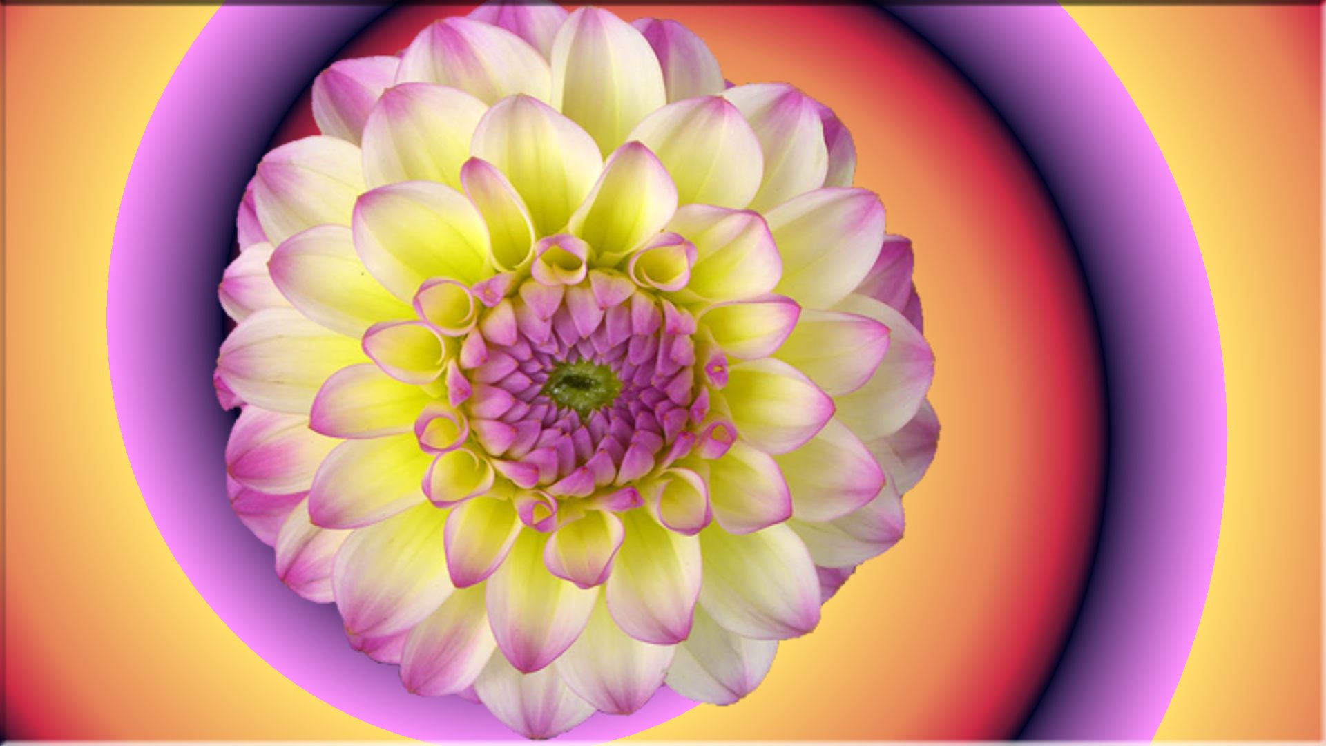 Descarga gratuita de fondo de pantalla para móvil de Púrpura, Flores, Flor, Tierra/naturaleza.