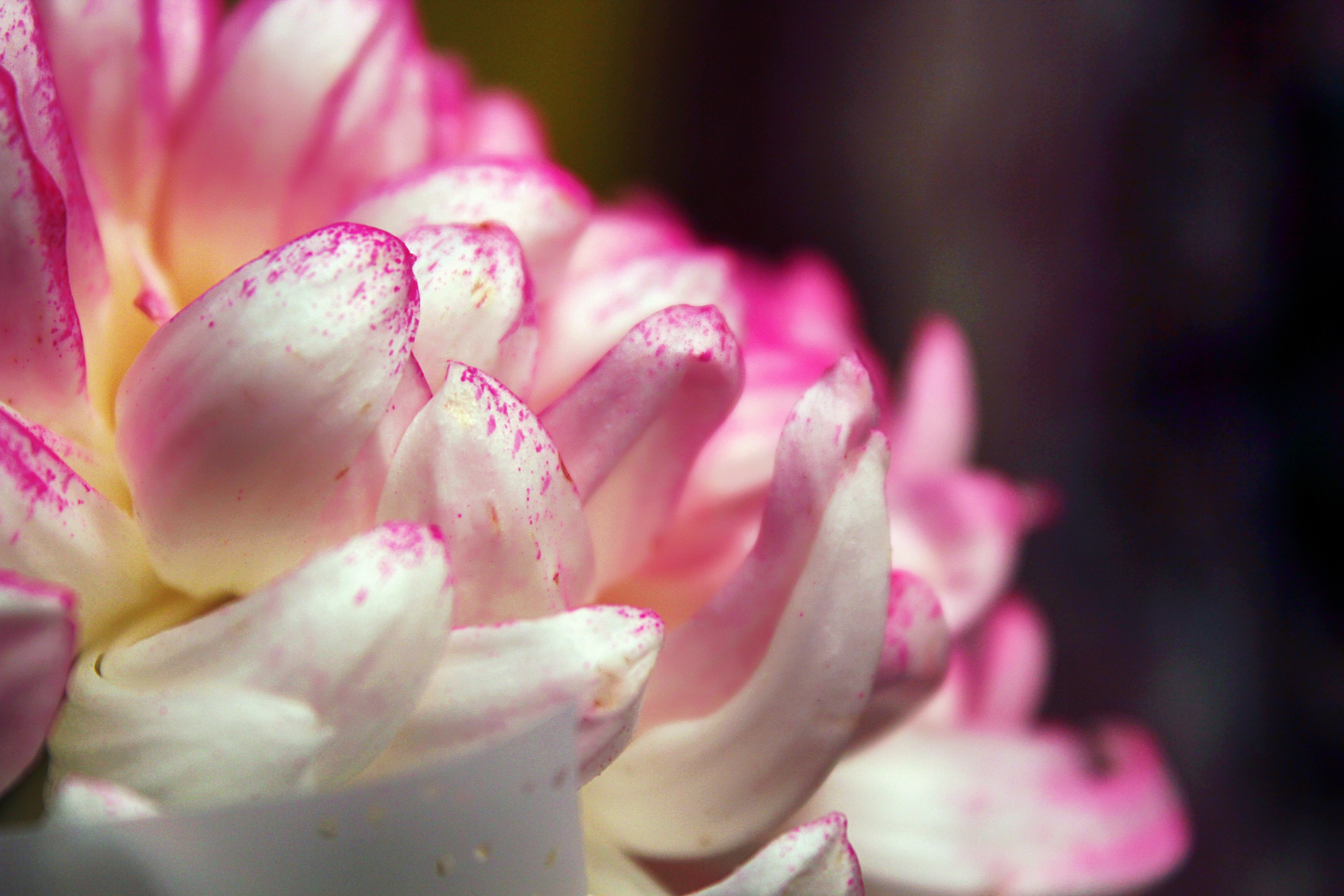 Téléchargez gratuitement l'image Fleurs, Fleur, Terre/nature sur le bureau de votre PC