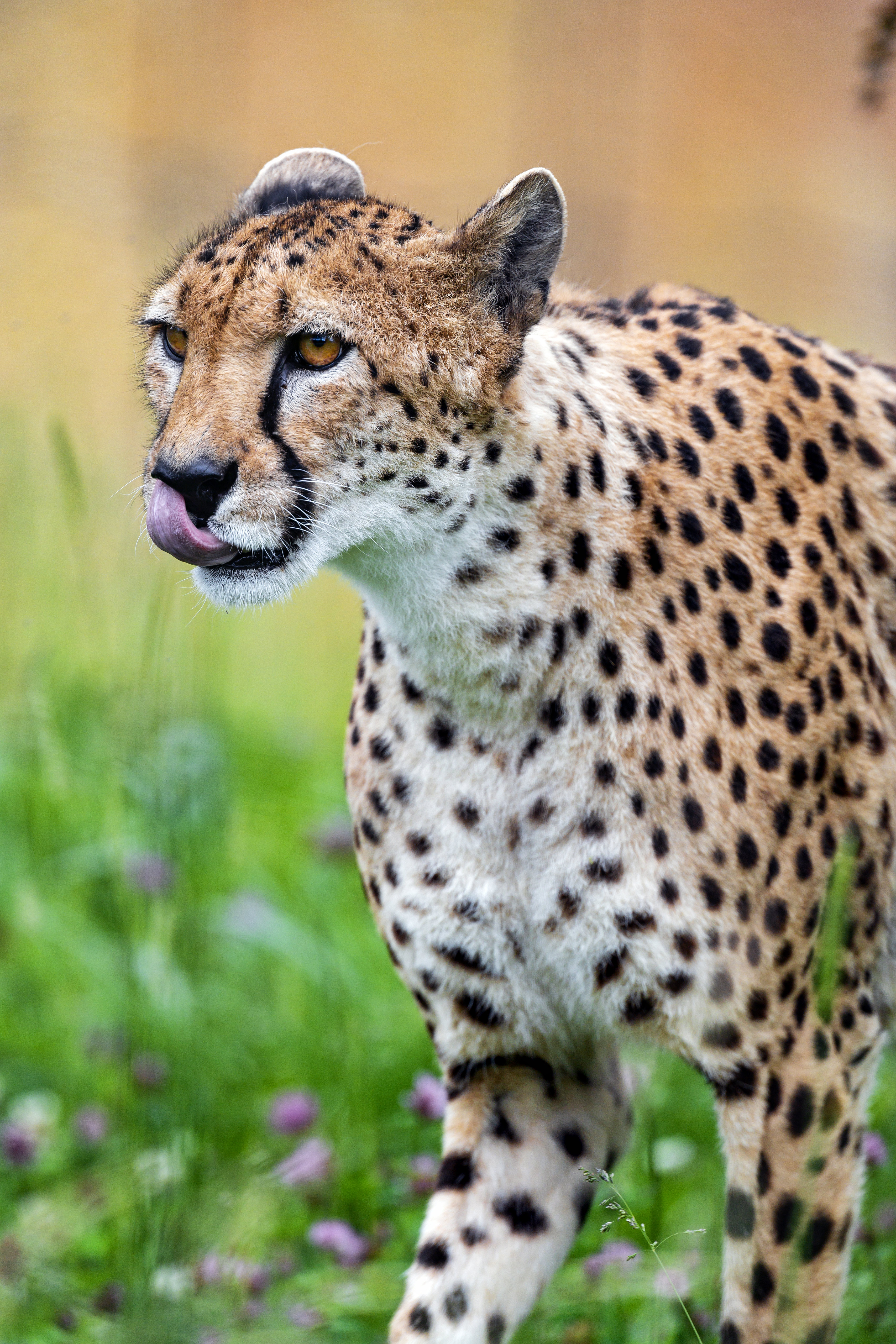 141375 Bild herunterladen tiere, raubtier, predator, gepard, flecken, spots, hervorstehende zunge, zunge herausgeklemmt - Hintergrundbilder und Bildschirmschoner kostenlos