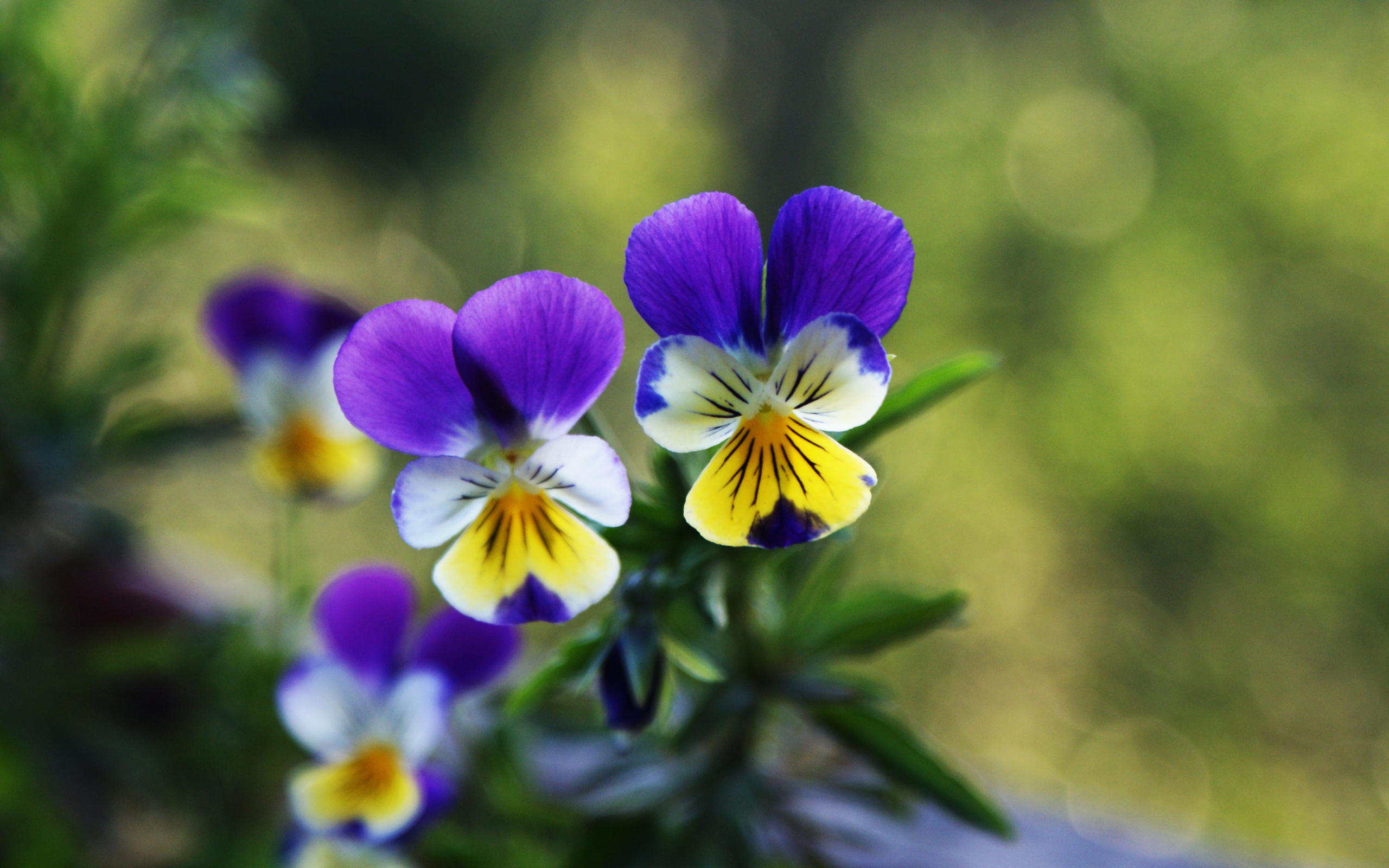 Download mobile wallpaper Pansy, Flowers, Flower, Earth for free.