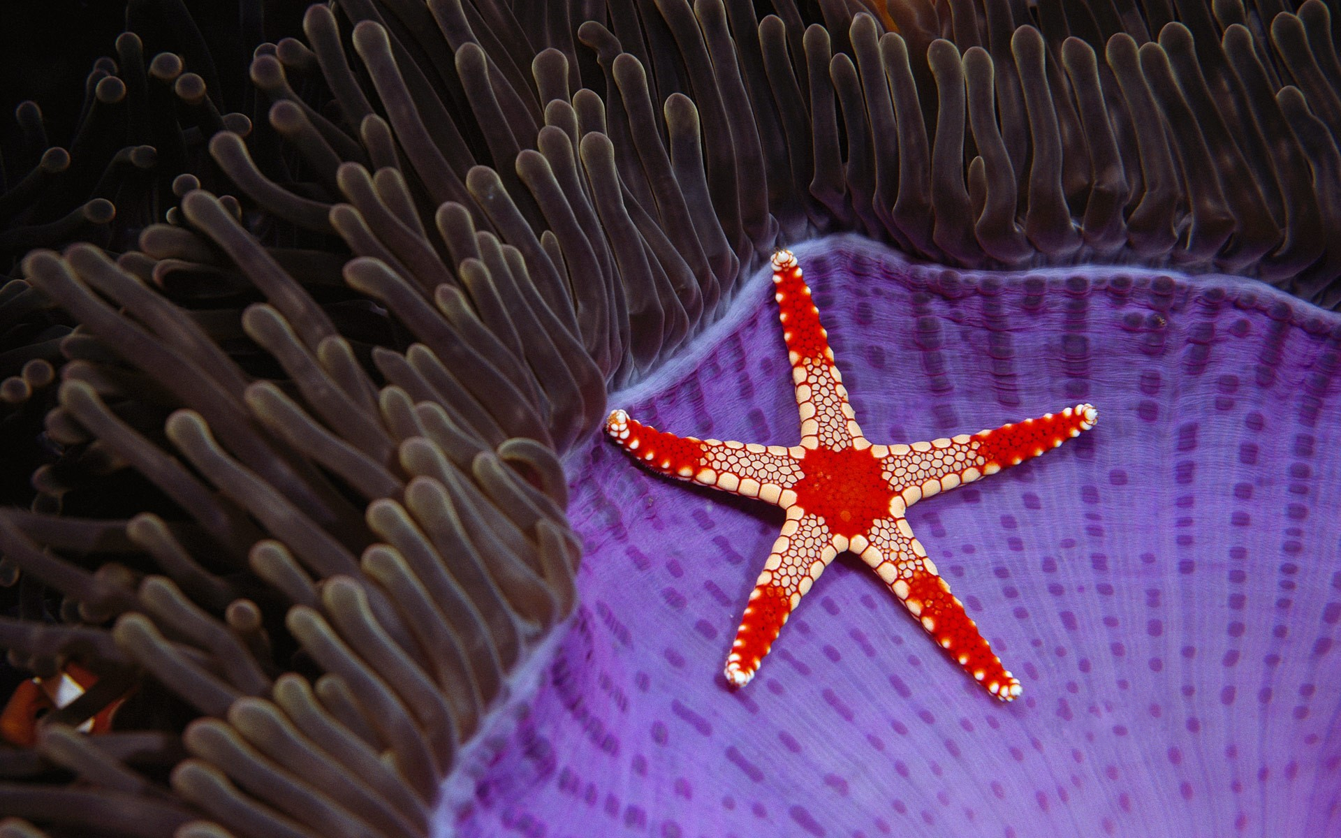 Download mobile wallpaper Starfish, Animal, Underwater for free.