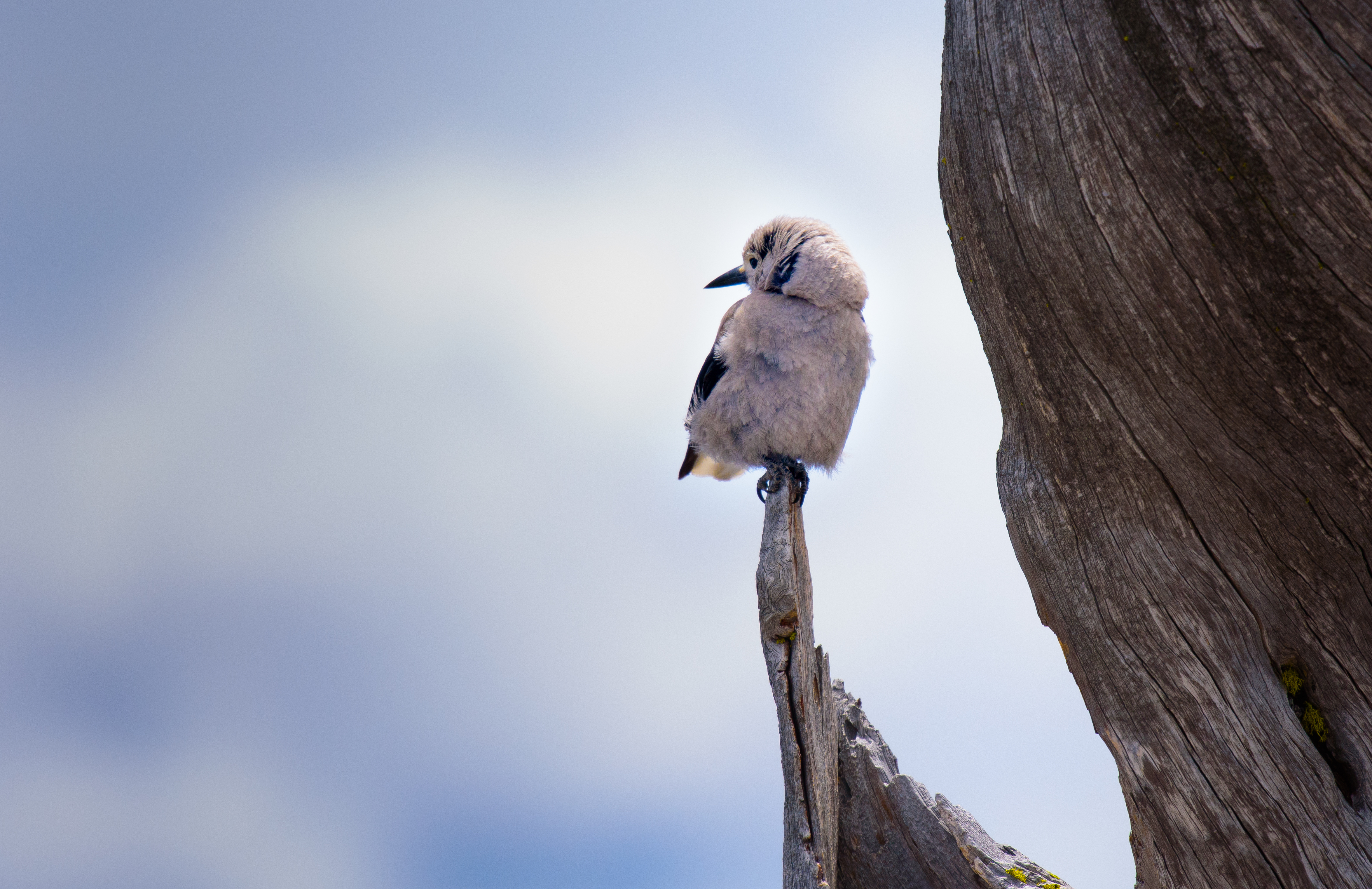 Free download wallpaper Animals, Bird, Branch, Sits, Is Sitting on your PC desktop