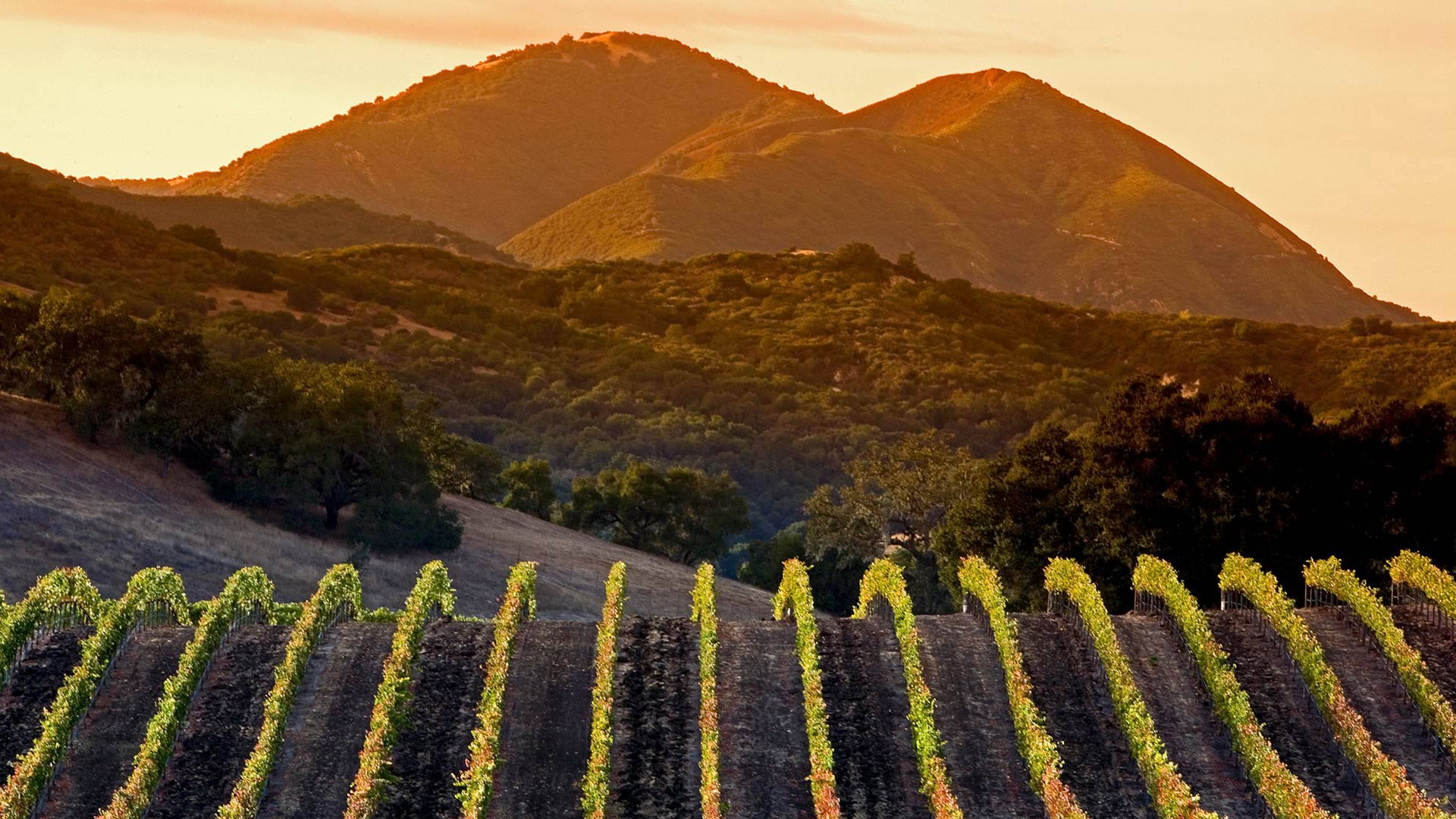 無料モバイル壁紙山, カリフォルニア, アメリカ合衆国, マンメイド, ぶどう園をダウンロードします。