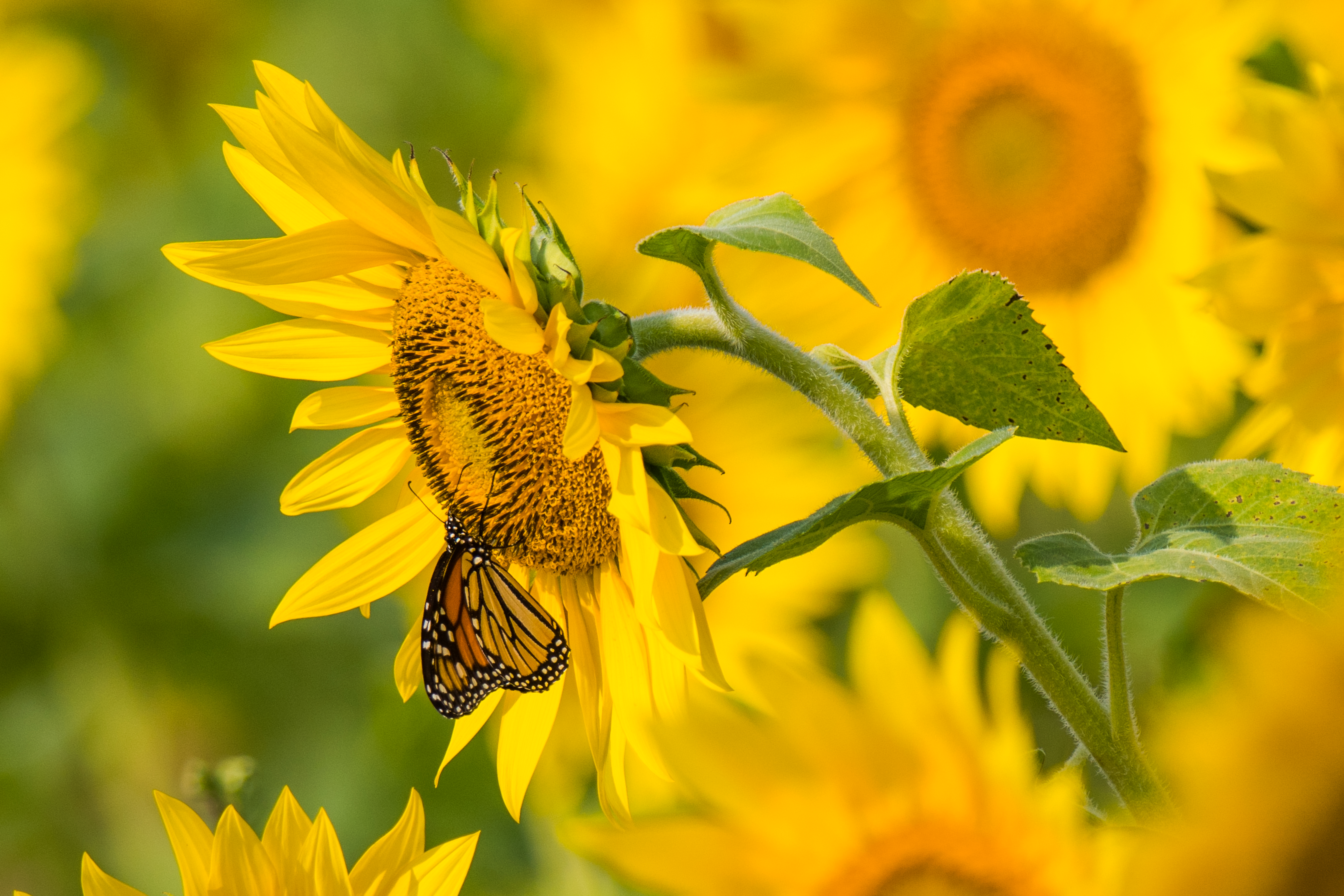 113108 descargar imagen girasol, flores, verano, amarillo, mariposa: fondos de pantalla y protectores de pantalla gratis