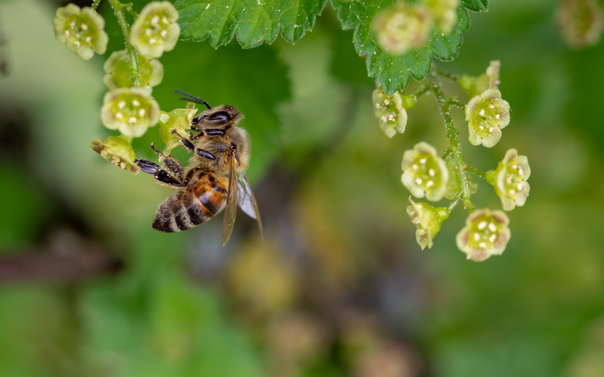 Laden Sie das Tiere, Insekten, Blume, Insekt, Biene-Bild kostenlos auf Ihren PC-Desktop herunter