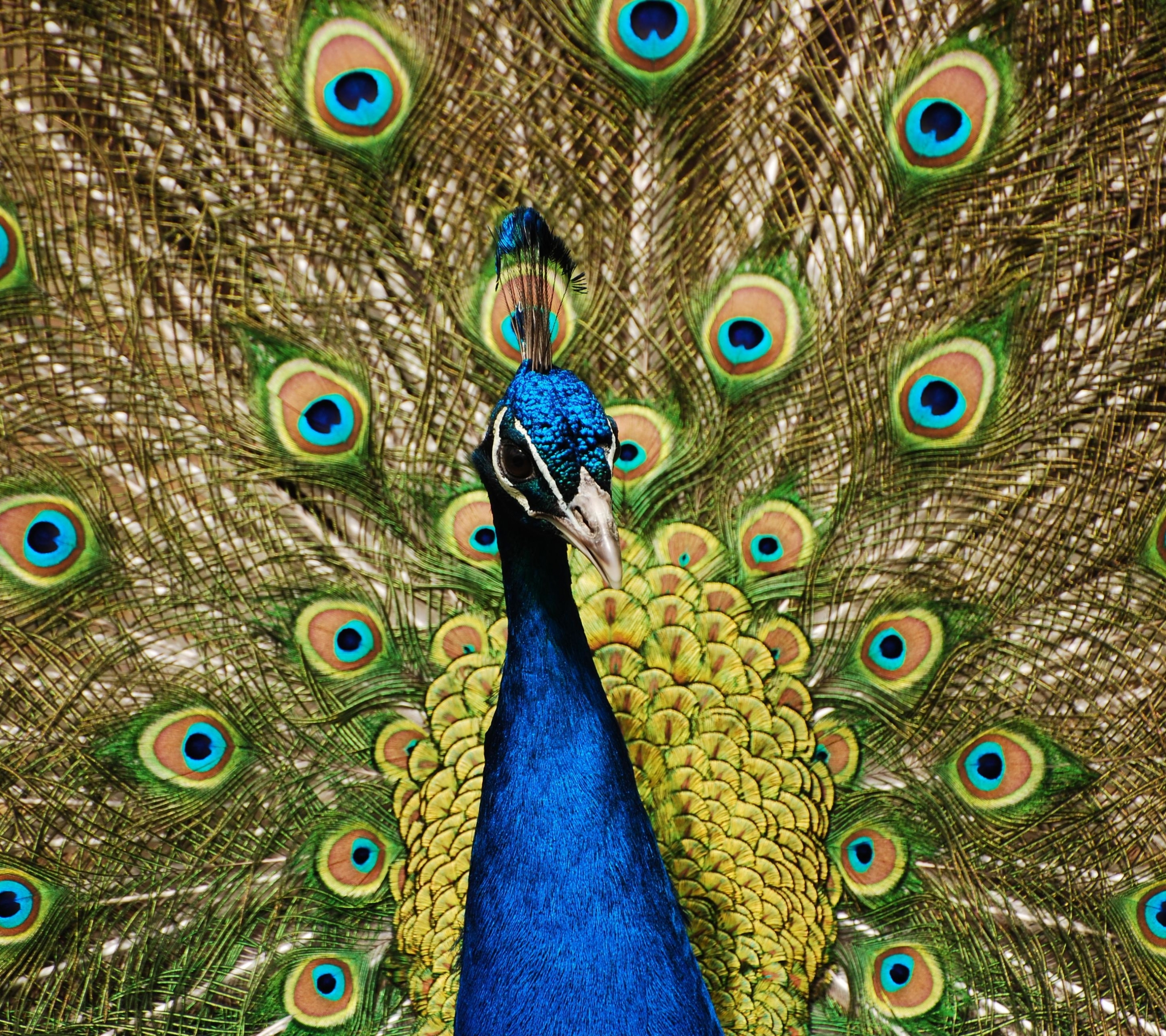 Download mobile wallpaper Birds, Animal, Peacock for free.