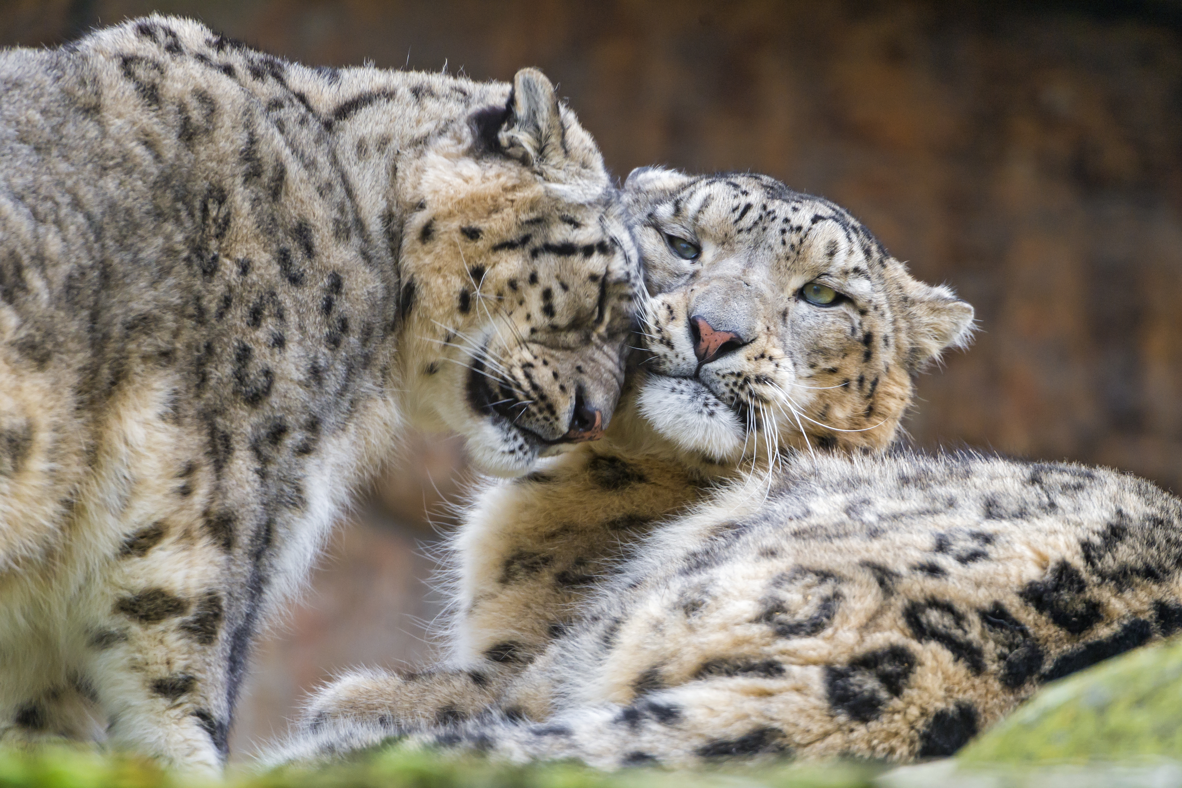 Download mobile wallpaper Cats, Snow Leopard, Love, Animal, Cute for free.