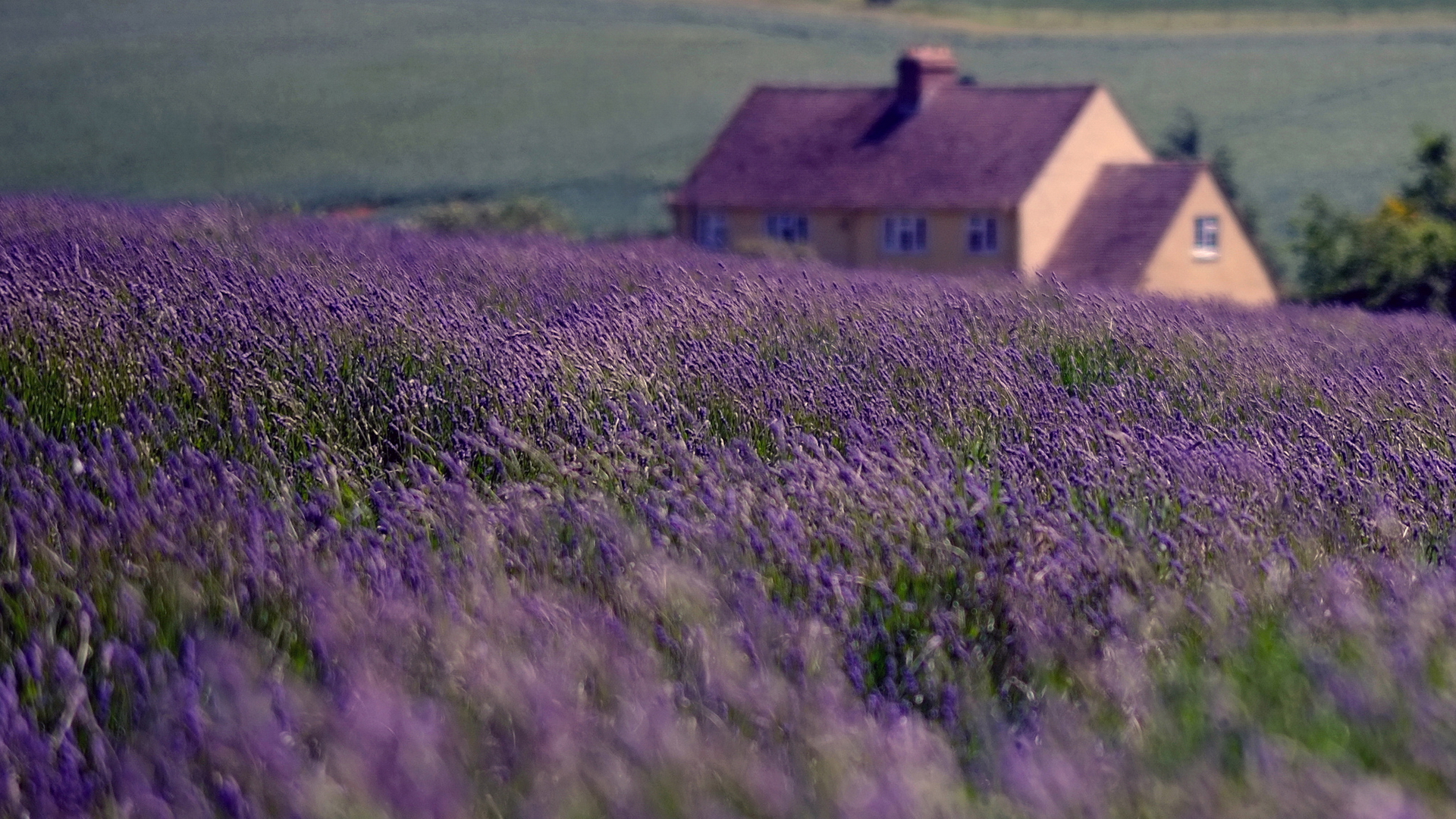 Download mobile wallpaper Lavender, Flowers, Earth for free.