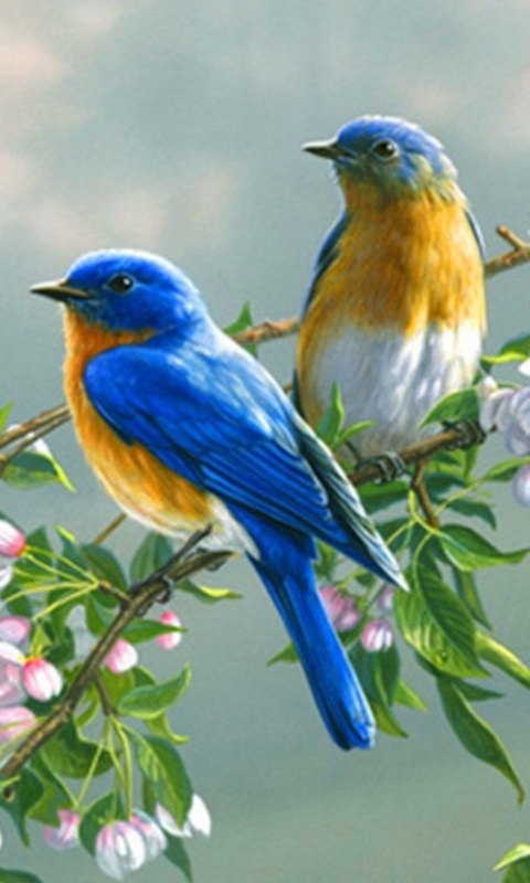 animal, bluebird, birds