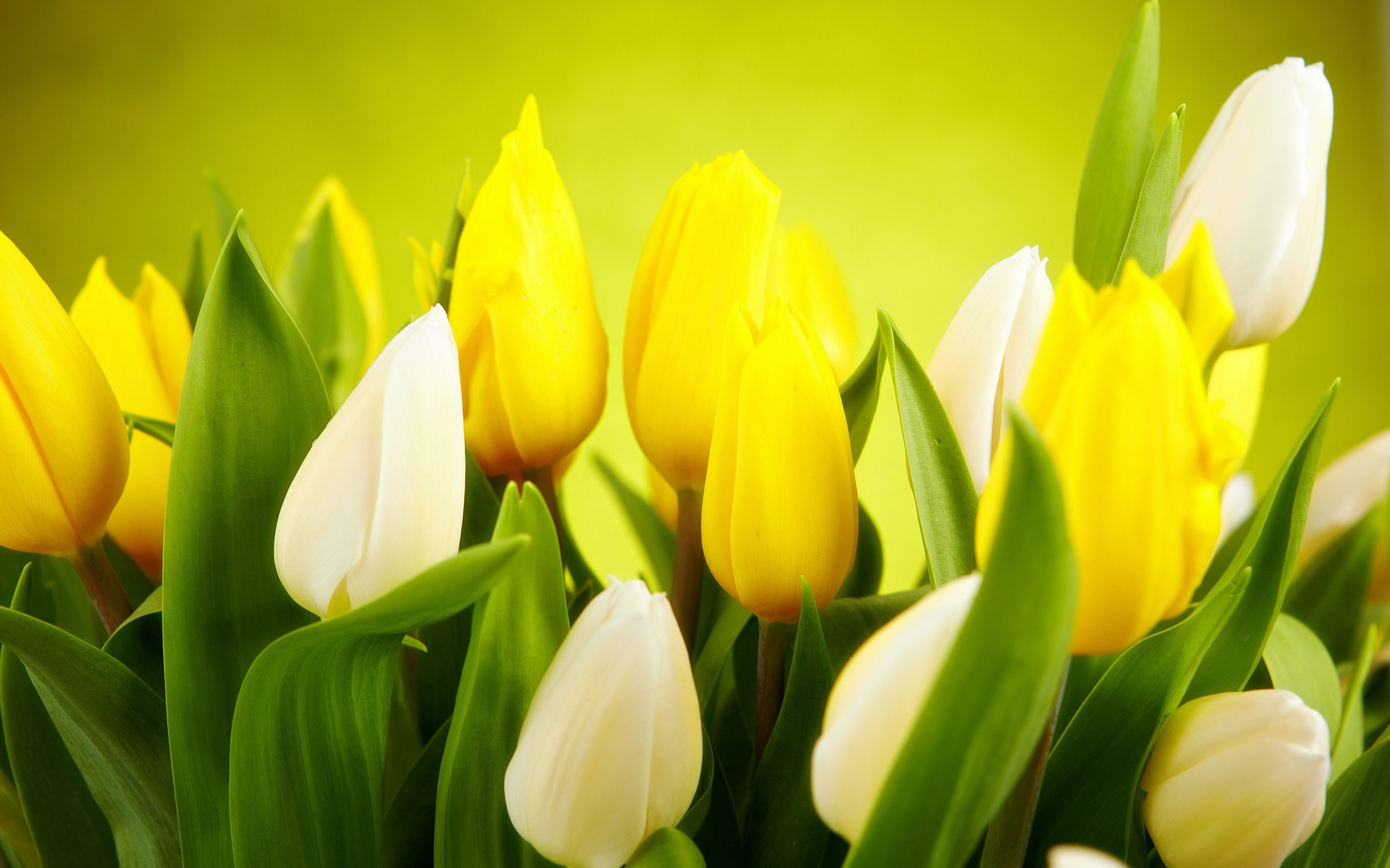 Download mobile wallpaper Tulip, Yellow Flower, Flowers, Flower, Earth for free.