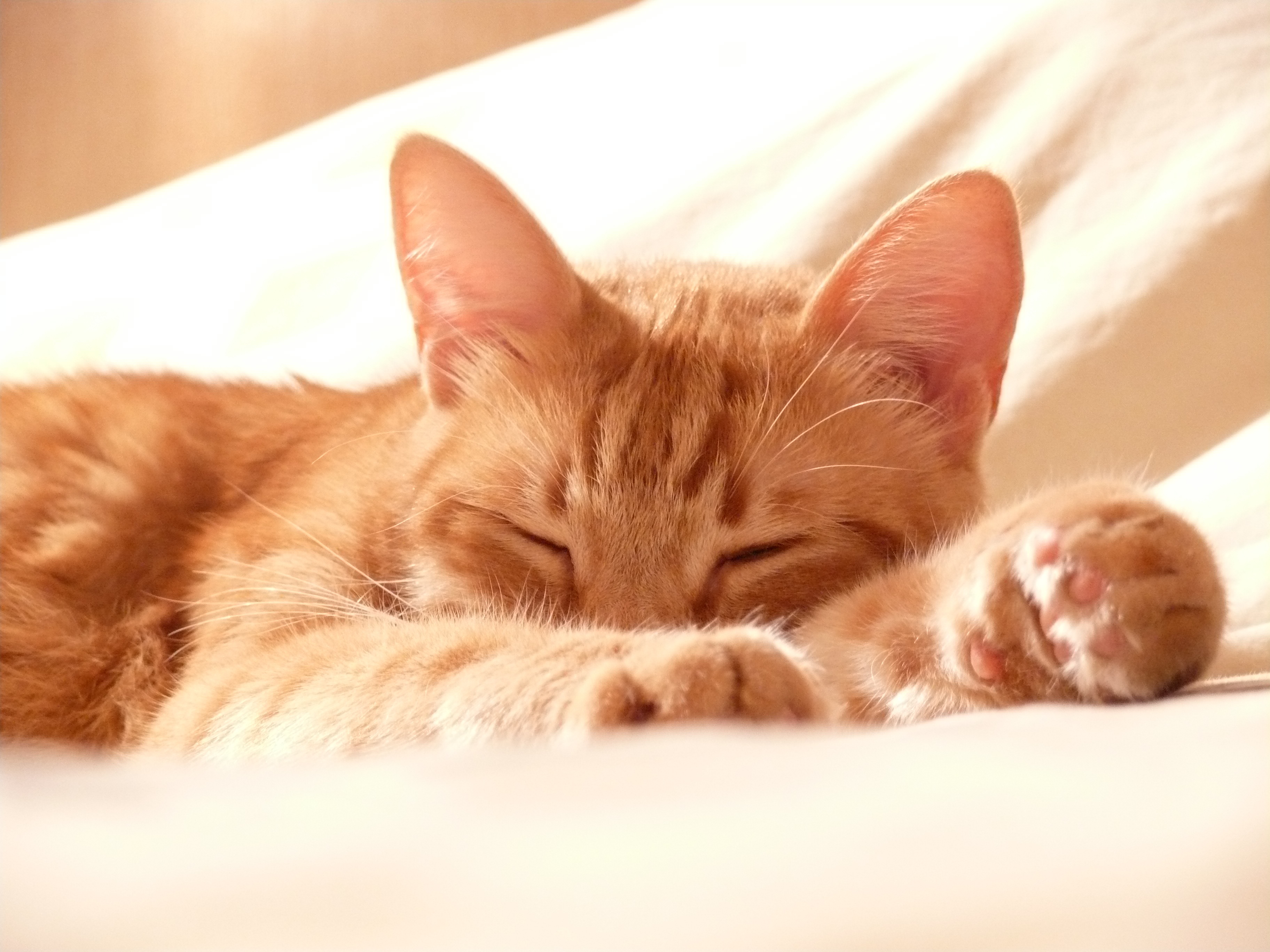 PCデスクトップにネコ, 猫, 足, 夢, 睡眠, 銃口, 動物画像を無料でダウンロード
