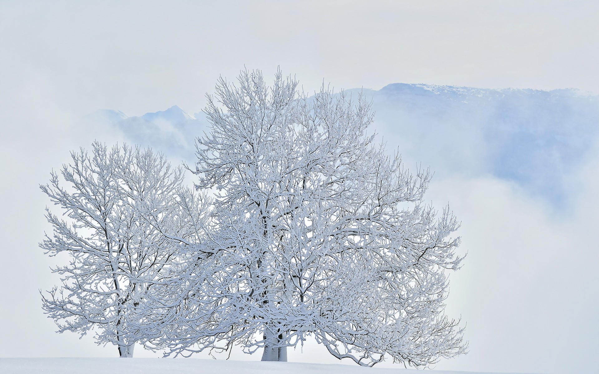 Скачать обои бесплатно Зима, Снег, Дерево, Белый, Земля/природа картинка на рабочий стол ПК