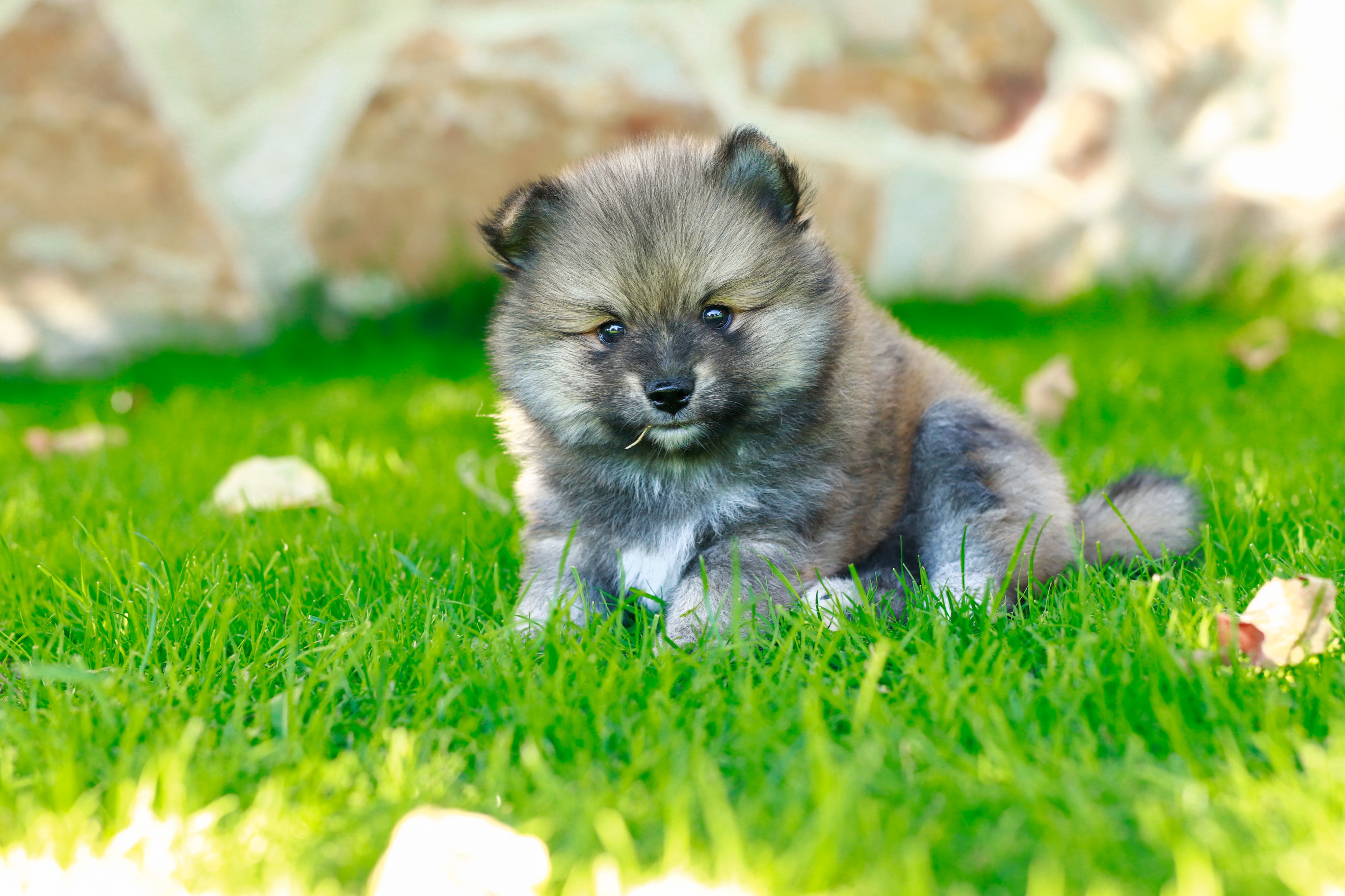 PCデスクトップに動物, 犬, 子犬, ポメラニアン画像を無料でダウンロード