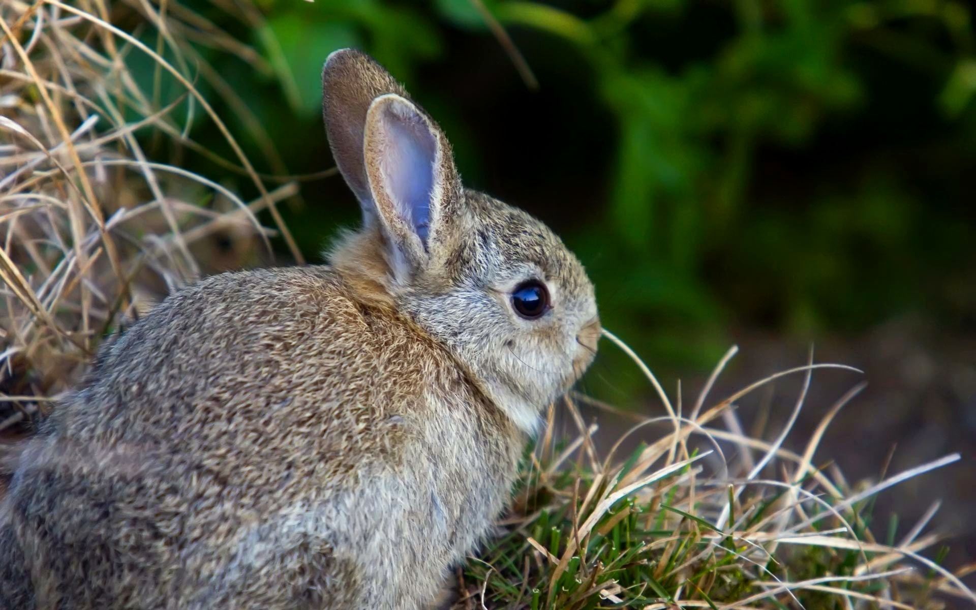 Free download wallpaper Animal, Rabbit on your PC desktop