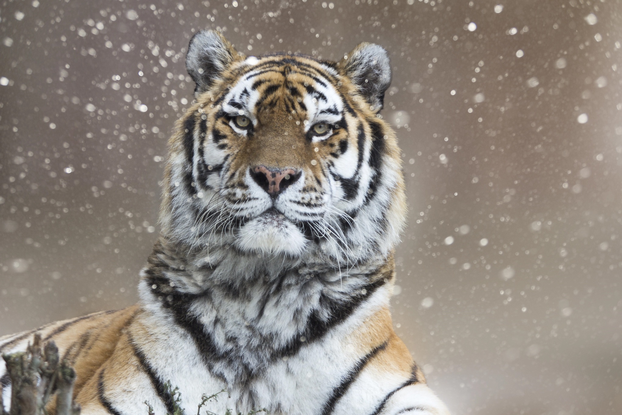 Free download wallpaper Tiger, Animal on your PC desktop