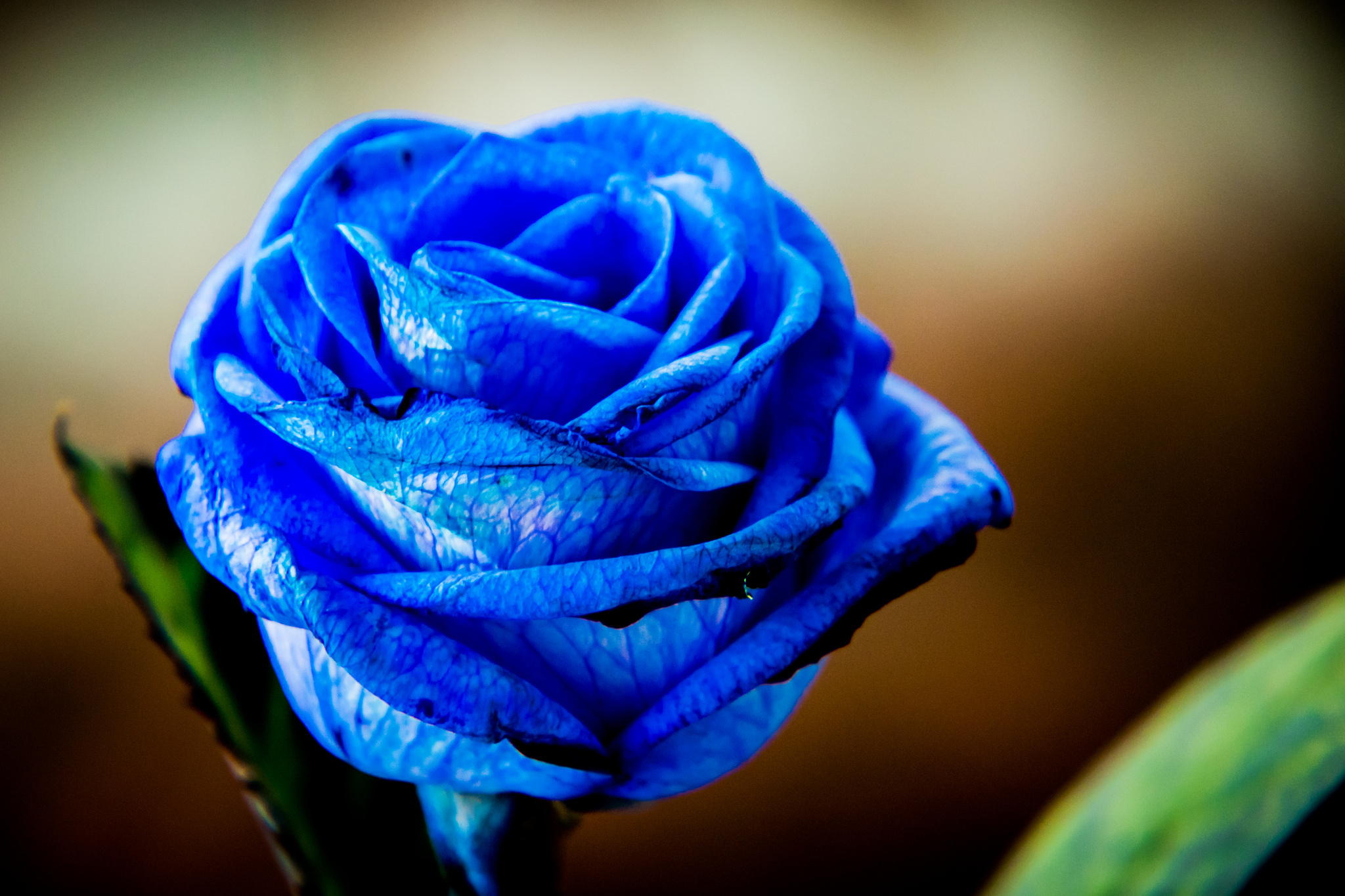 Descarga gratuita de fondo de pantalla para móvil de Naturaleza, Flores, Rosa, Flor, Tierra/naturaleza, Flor Azul.