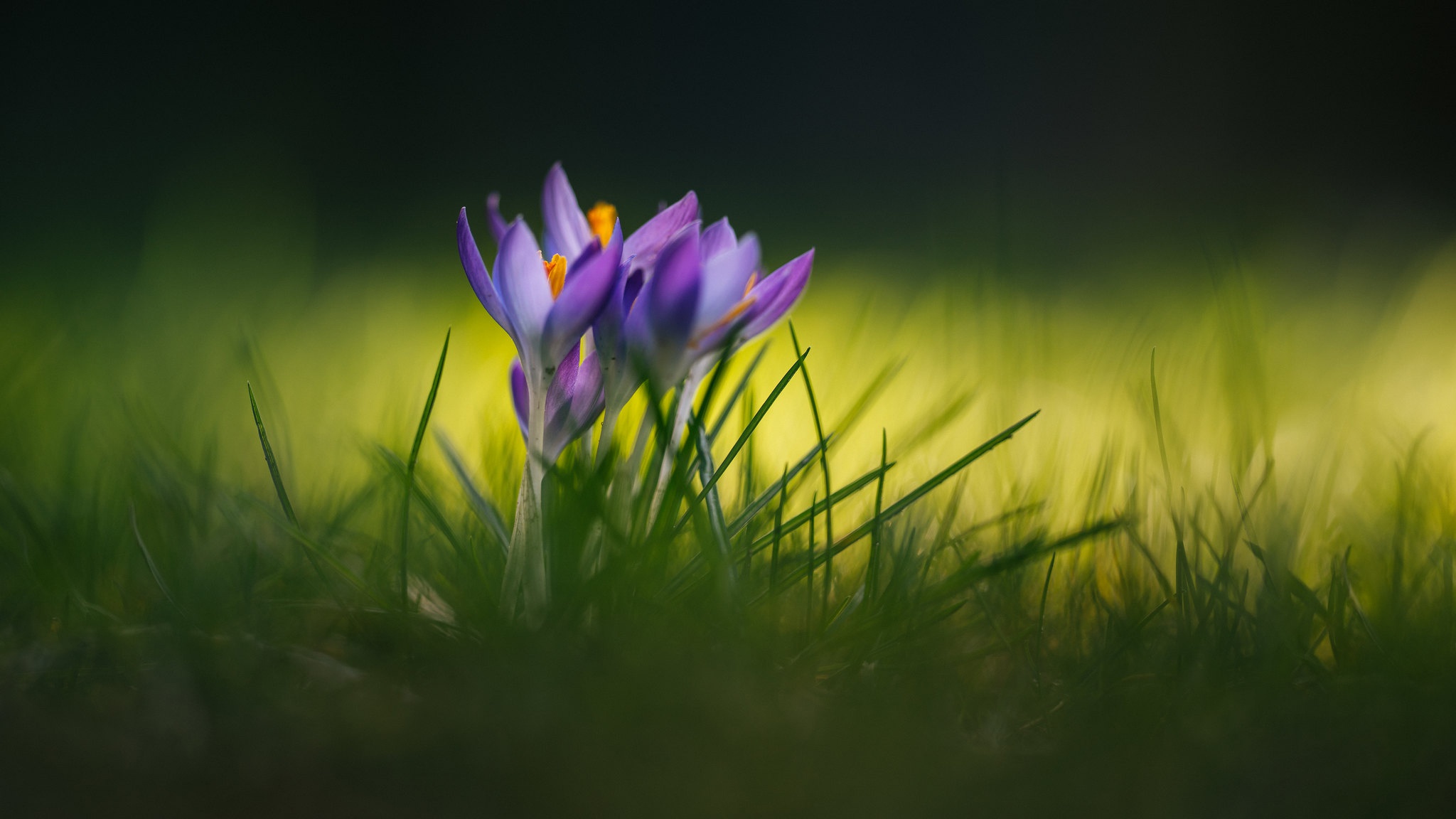 Download mobile wallpaper Flowers, Earth, Crocus for free.